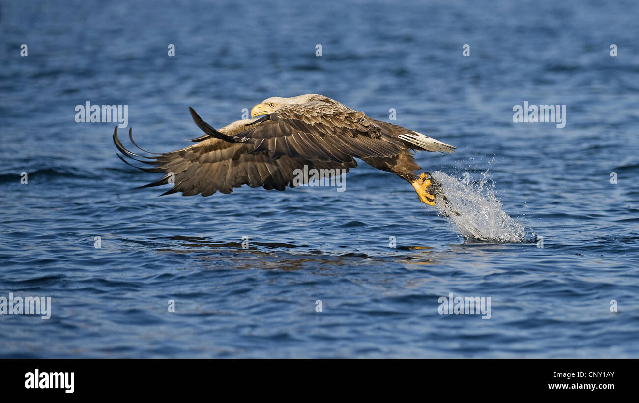 white-tailed sea eagle (Haliaeetus albicilla), just having caught a fish in midair, Norway, Flatanger Stock Photo