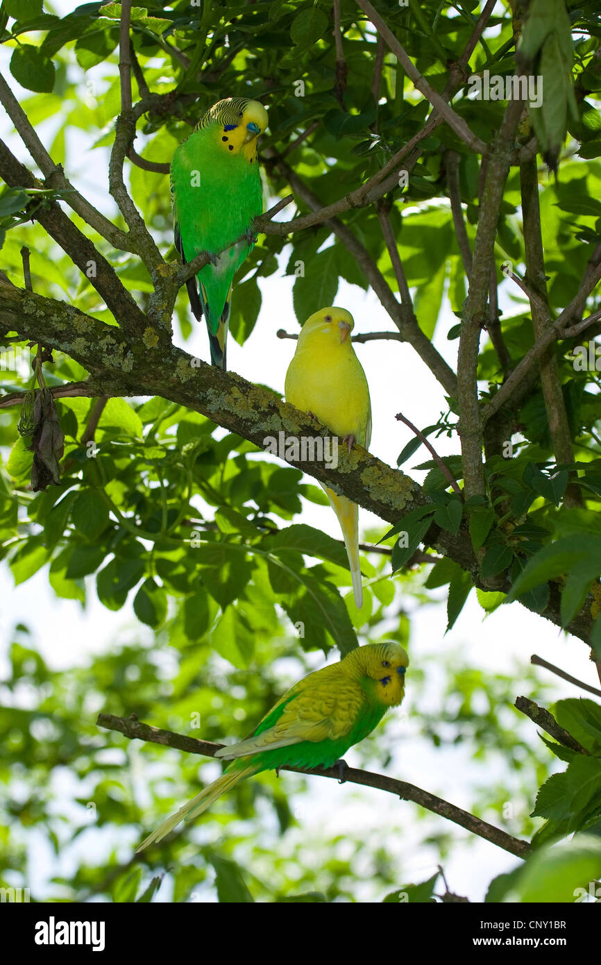budgerigar, budgie, parakeet (Melopsittacus undulatus), sitting on a branch Stock Photo