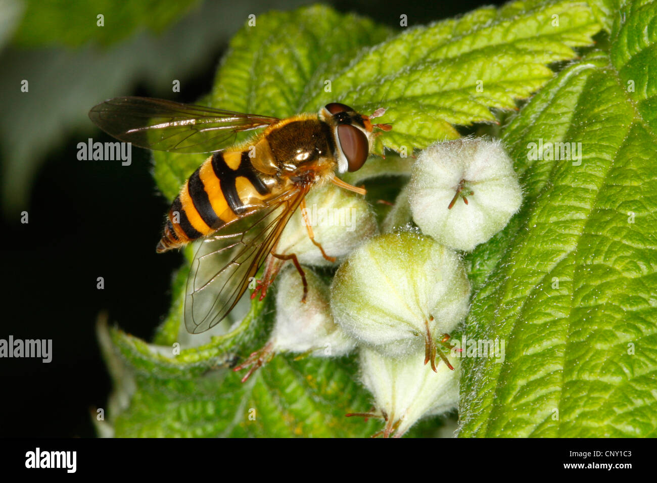 Hoverfly (Epistrophe nitidicollis), sitting on a plant, Germany Stock Photo