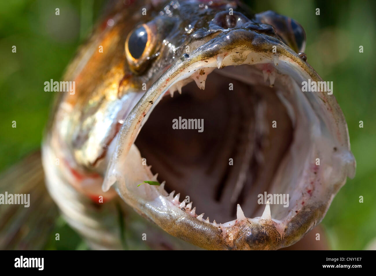 pike-perch, zander (Stizostedion lucioperca, Sander lucioperca), open mouth of a fished zander Stock Photo