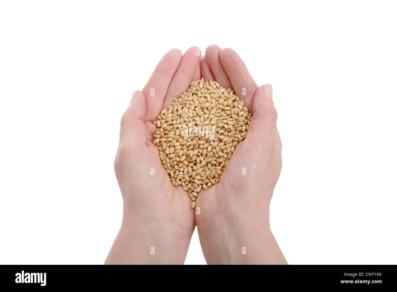 Human hand holding heap of wheat seed, isolated on white Stock Photo