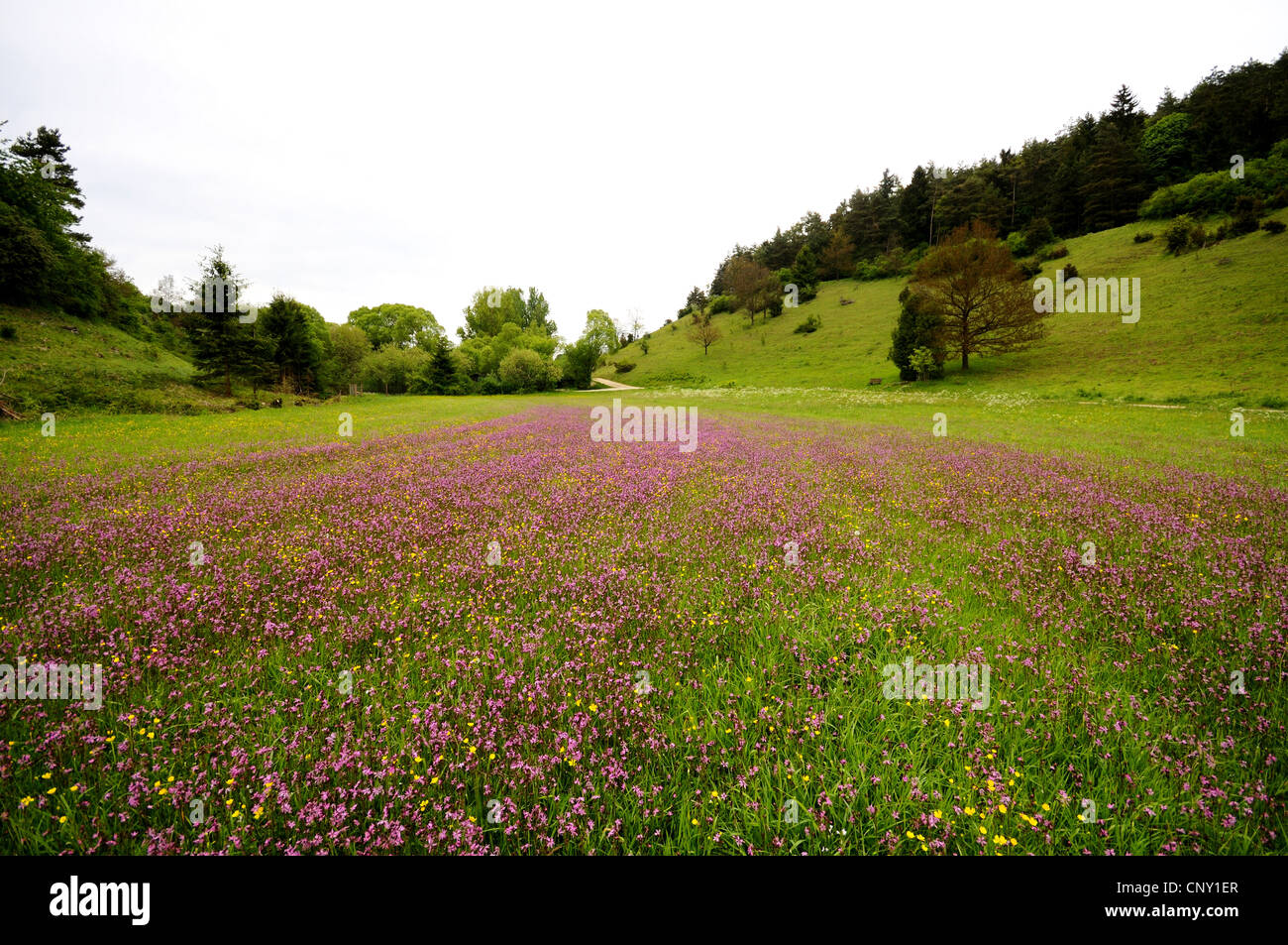 meadow campion, ragged-robin (Lychnis flos-cuculi, Silene flos-cuculi), blooming in a meadow, Germany, Bavaria, Upper Palatinate Stock Photo