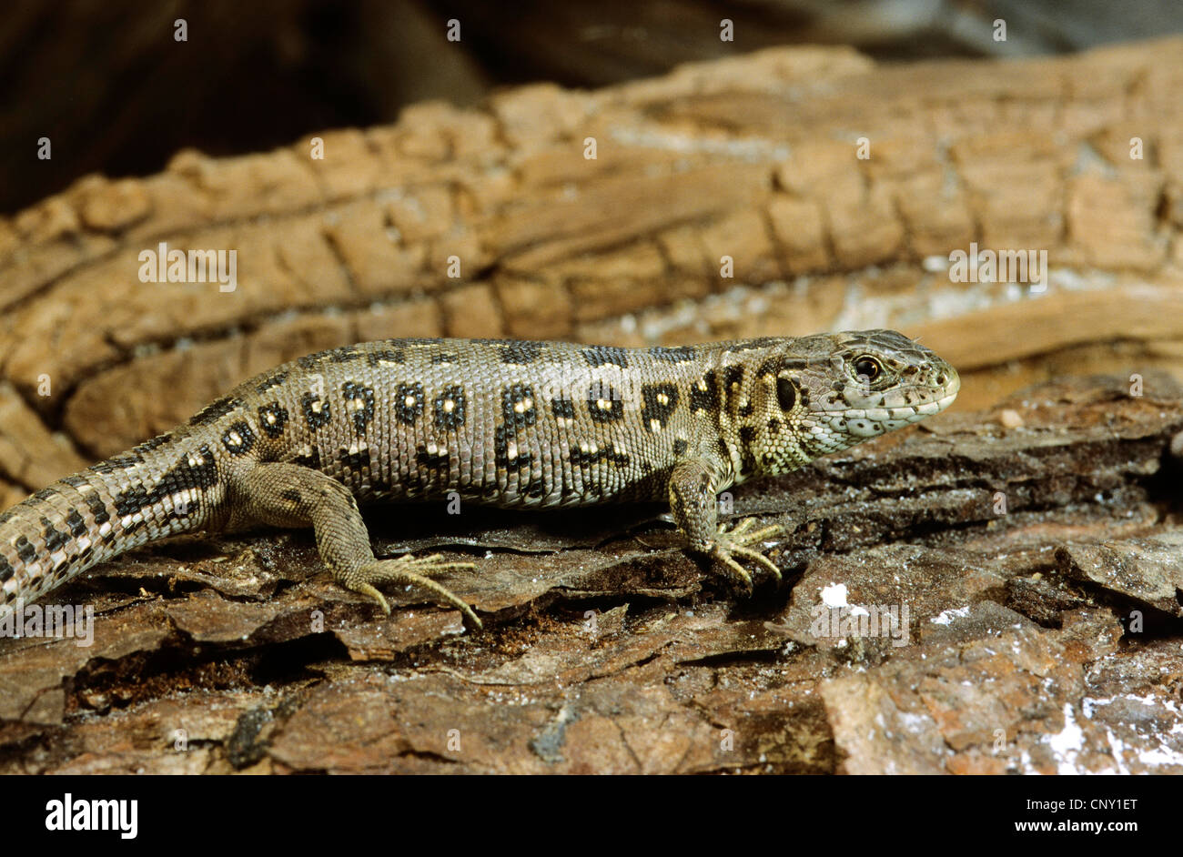 sand lizard (Lacerta agilis), sitting on wood, Germany Stock Photo - Alamy