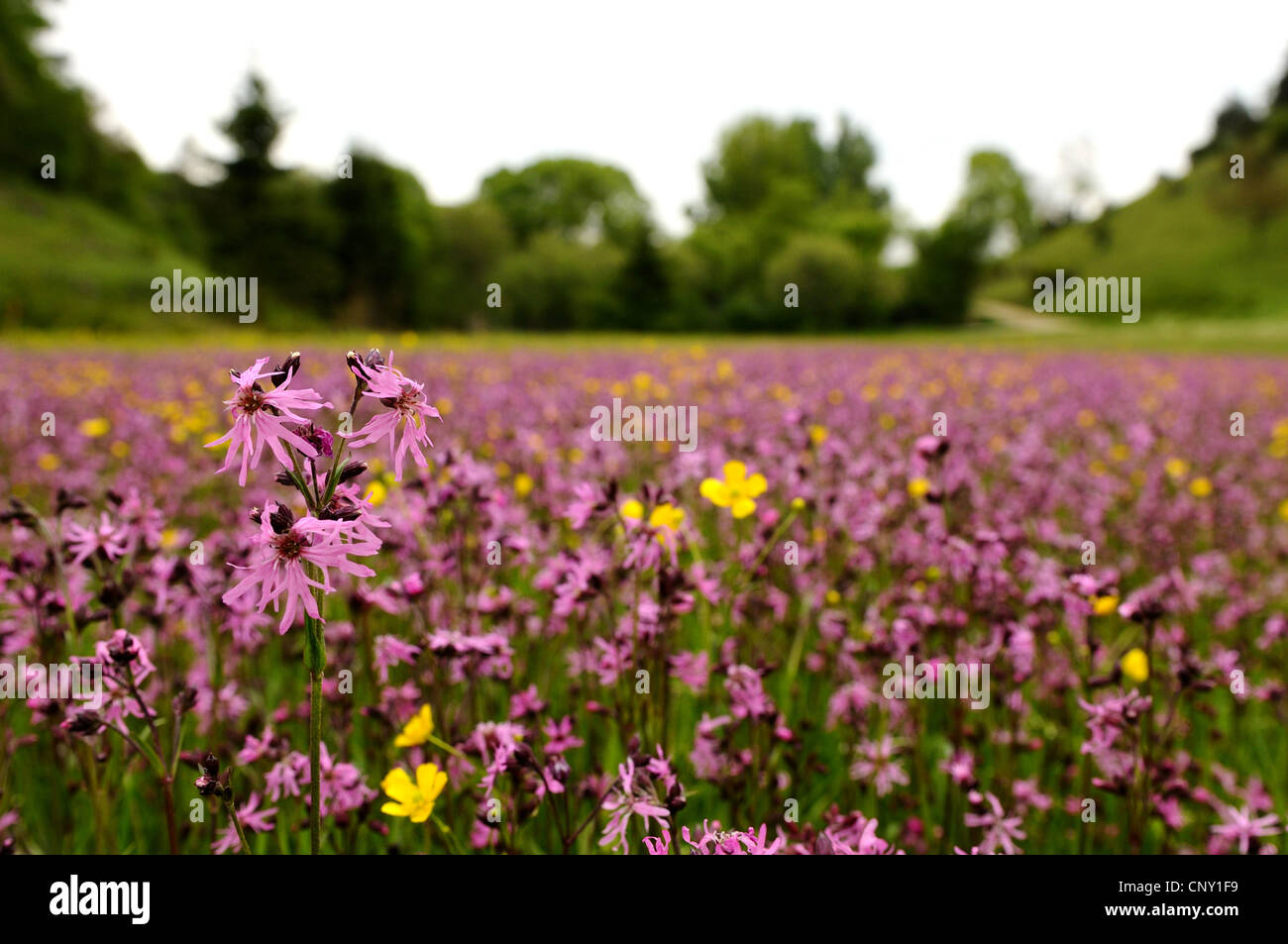 meadow campion, ragged-robin (Lychnis flos-cuculi, Silene flos-cuculi), blooming in a meadow, Germany, Bavaria, Upper Palatinate Stock Photo