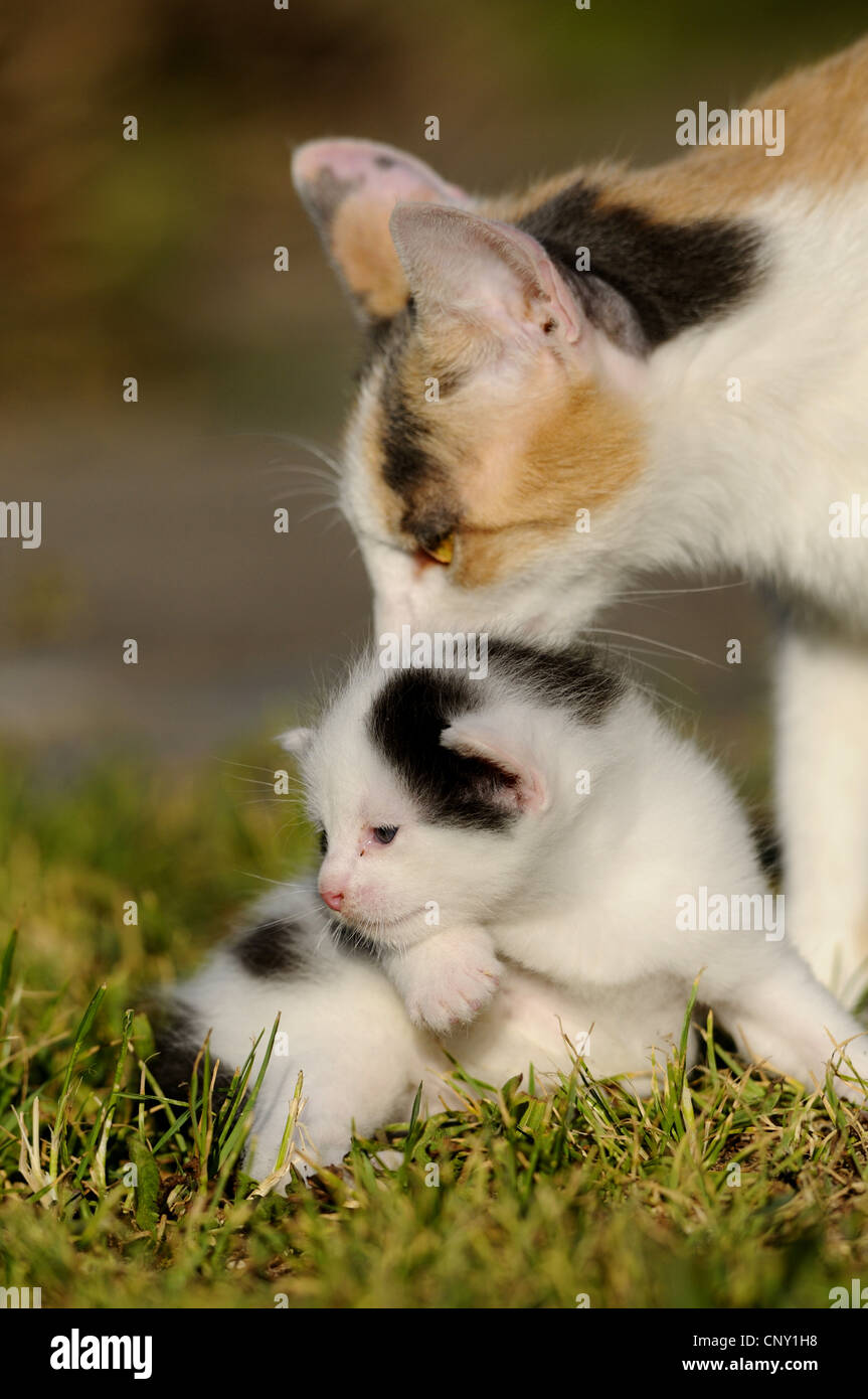 domestic cat, house cat (Felis silvestris f. catus), with kitten in a meadow, Germany Stock Photo