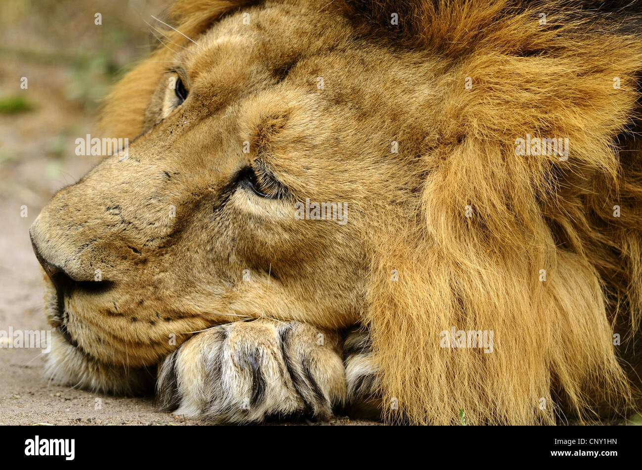 Asiatic lion (Panthera leo persica), sleepy male Stock Photo