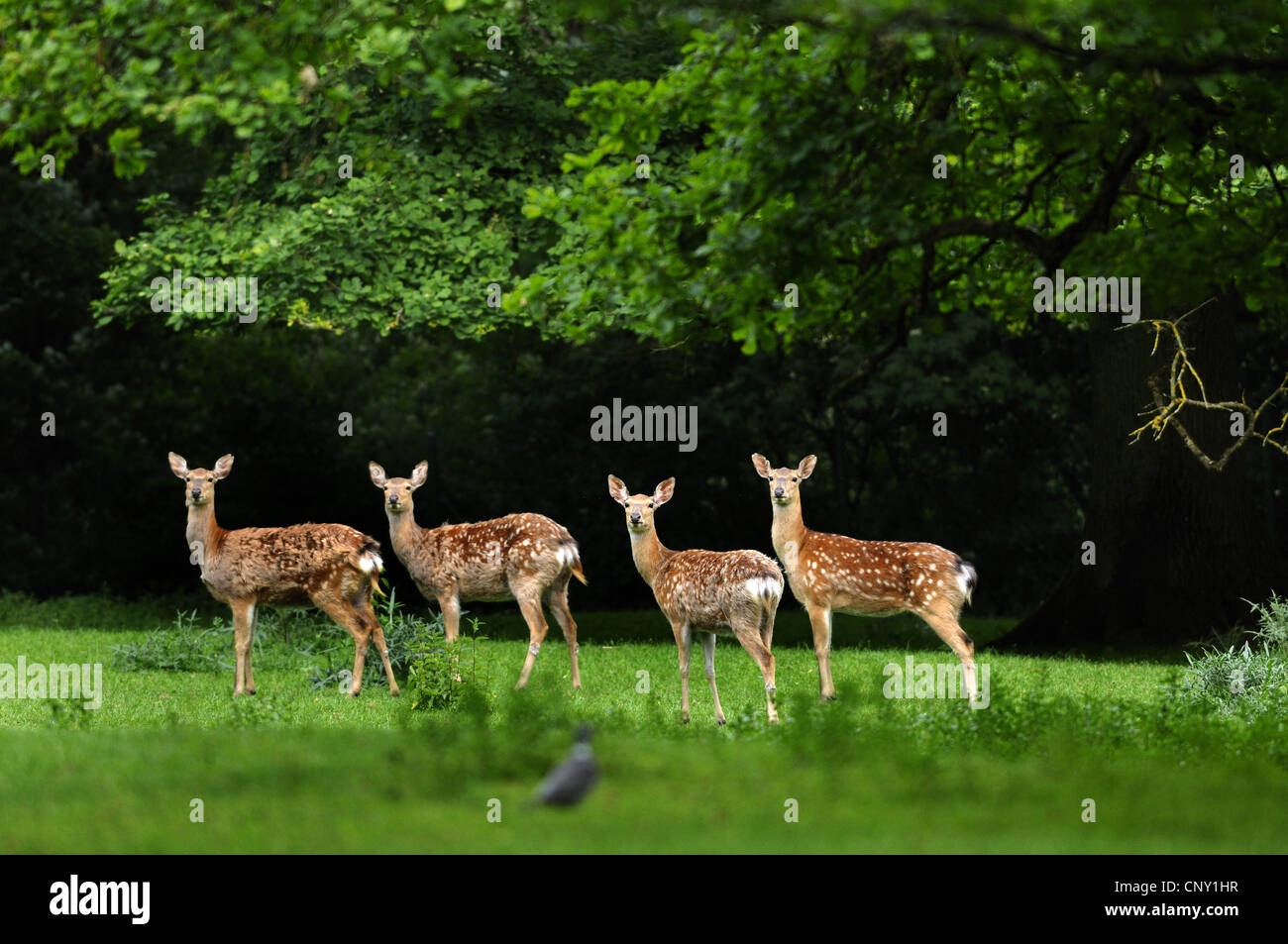 sika deer (Cervus nippon), your individuals on a clearing Stock Photo