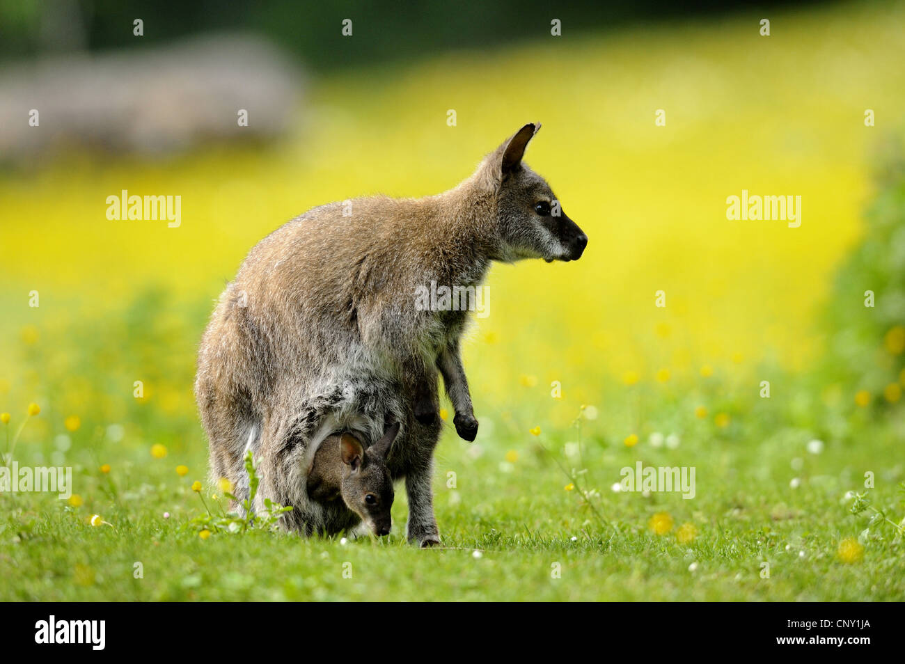 red-necked wallaby, Bennett�s Wallaby (Macropus rufogriseus, Wallabia rufogrisea), mother with pup in its pouch Stock Photo
