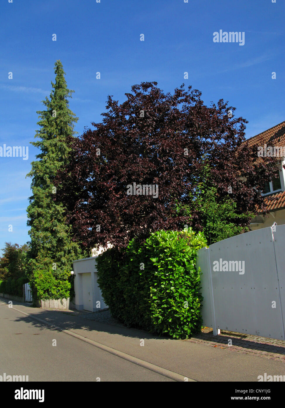 cherry plum, Myrobalan plum (Prunus cerasifera 'Nigra', Prunus cerasifera Nigra), at street border in summer with Chamaecyparis, Germany Stock Photo