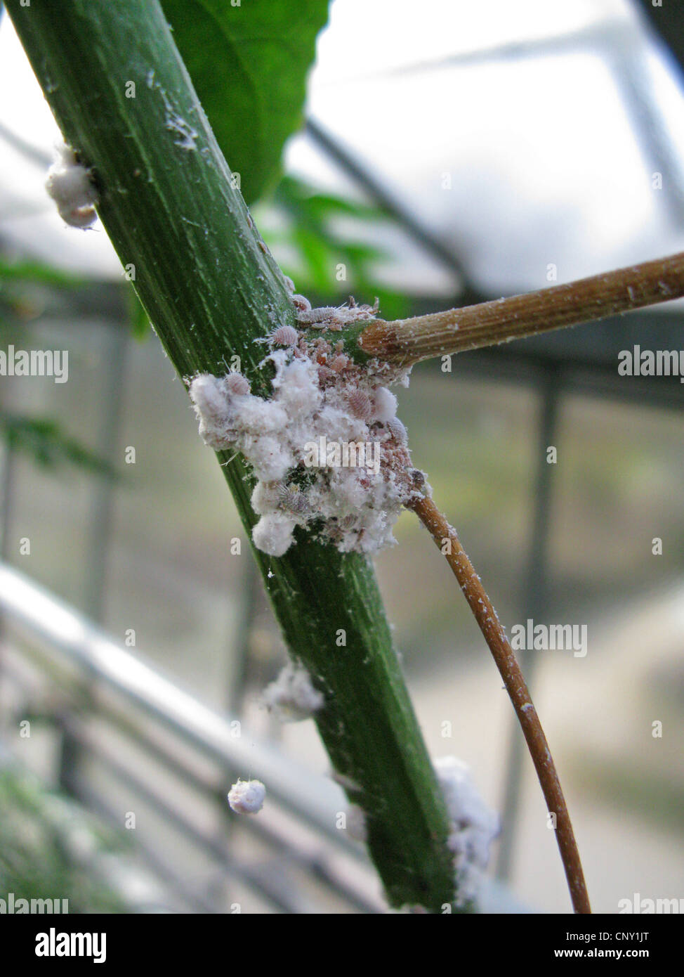 mealybugs (Pseudococcidae), at a plant in a greenhouse Stock Photo