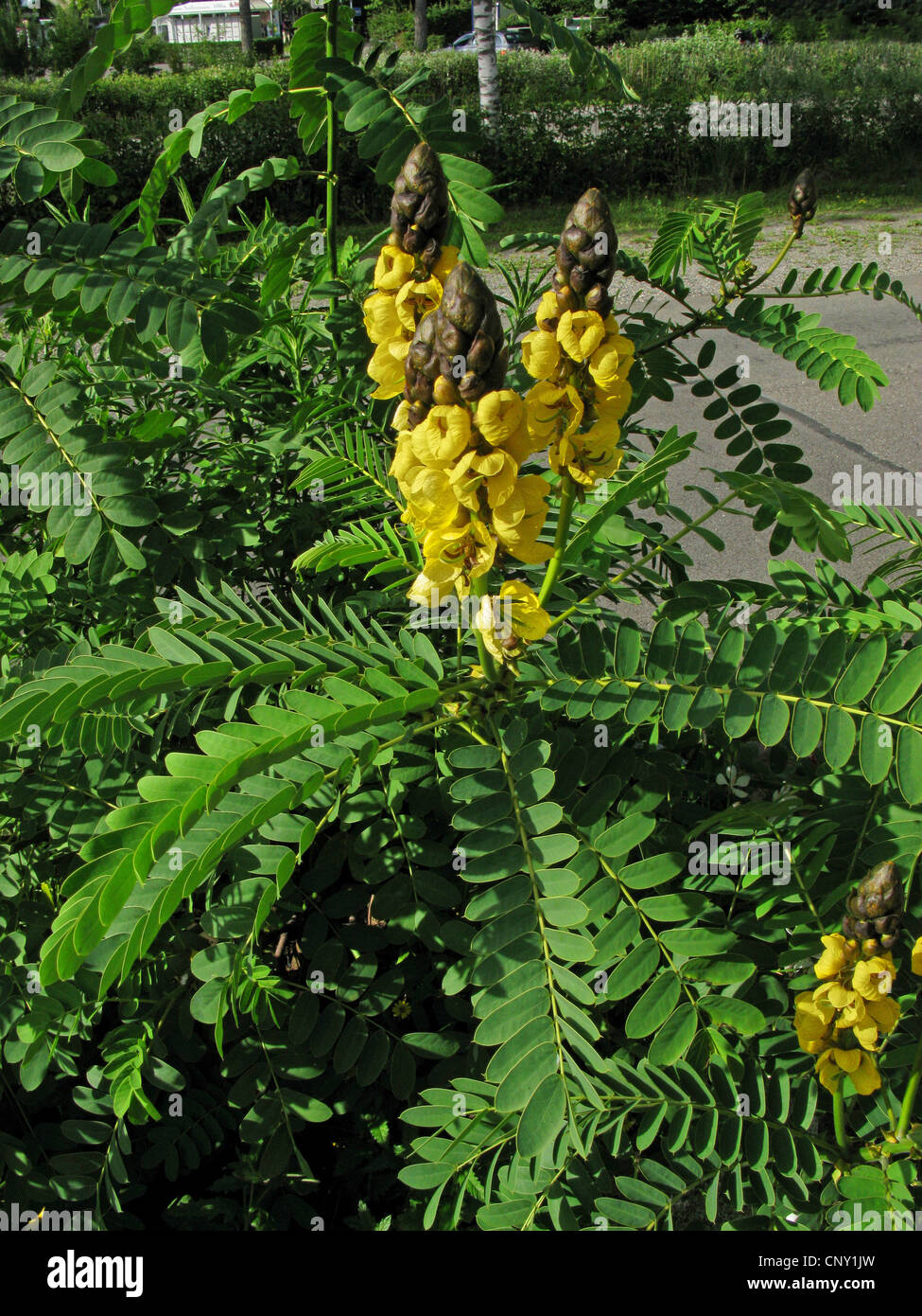 Popcorn Senna, Candle Bush, Golden Wonder (Cassia didymobotrya, Senna didymobotrya), blooming Stock Photo