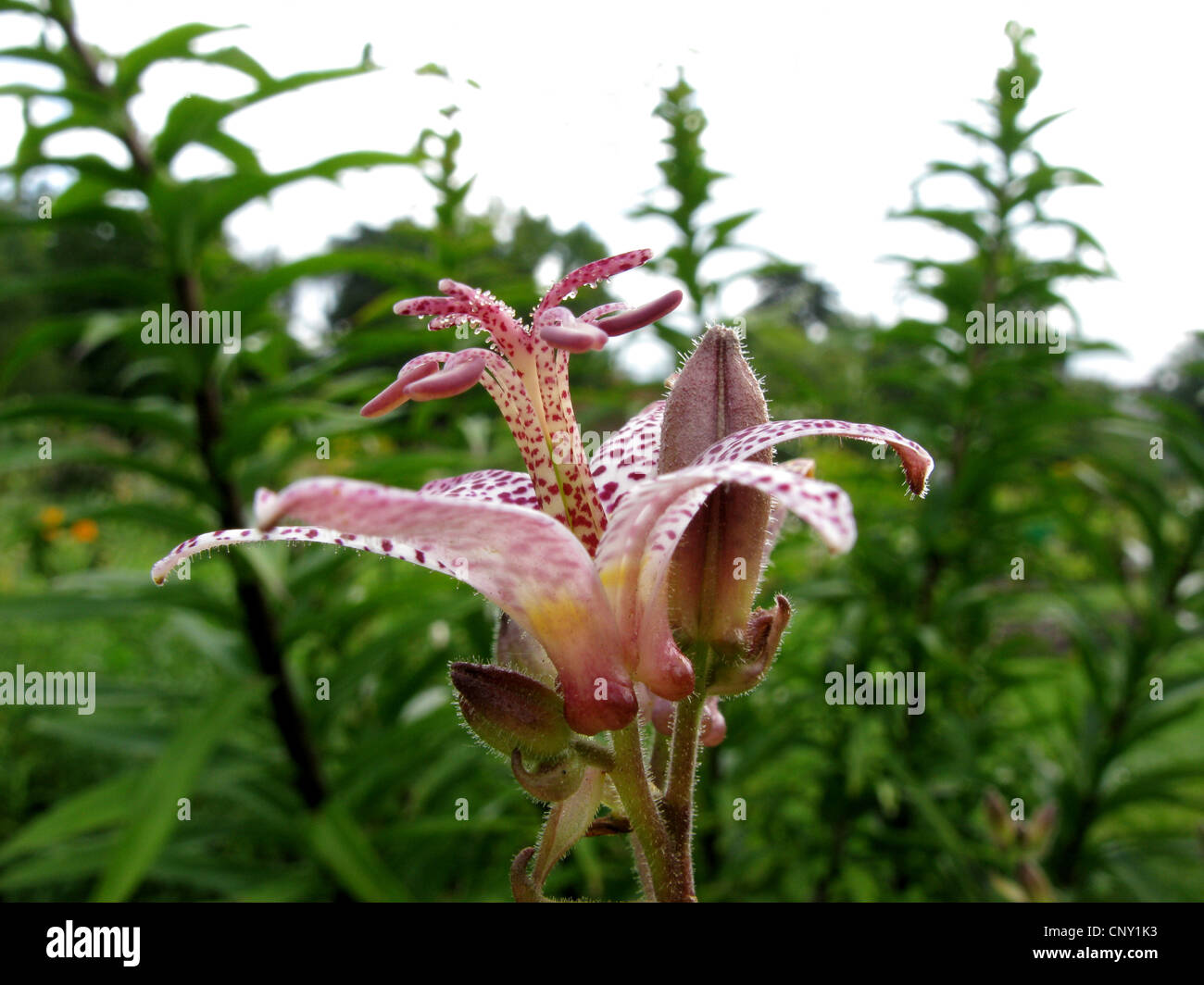 toad lily (Tricyrtis hirta, Tricyrtis japonica), flower Stock Photo