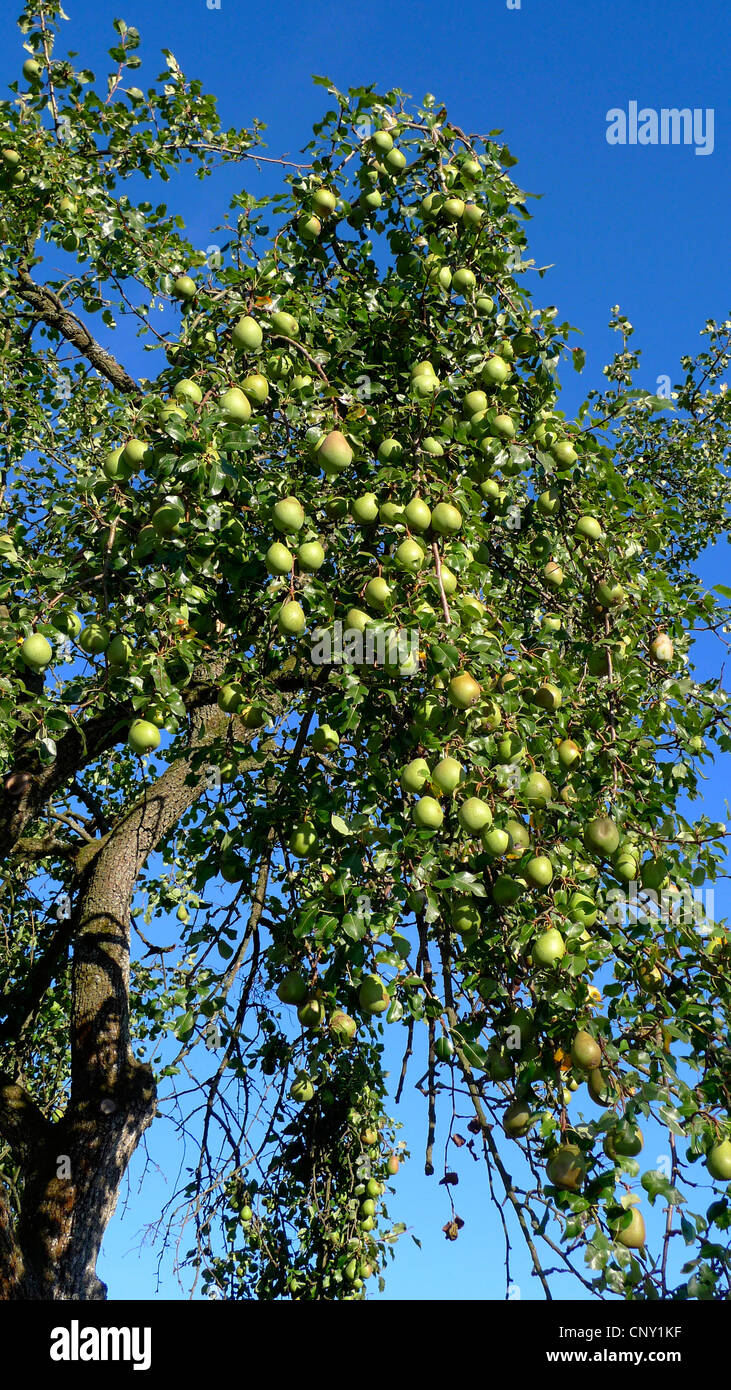Pear tree pyrus with mature pears hi-res stock photography and images ...