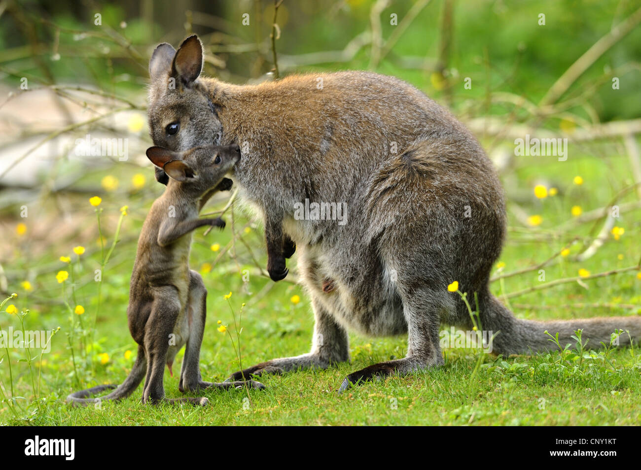 red-necked wallaby, Bennett�s Wallaby (Macropus rufogriseus, Wallabia rufogrisea), mother with pup Stock Photo
