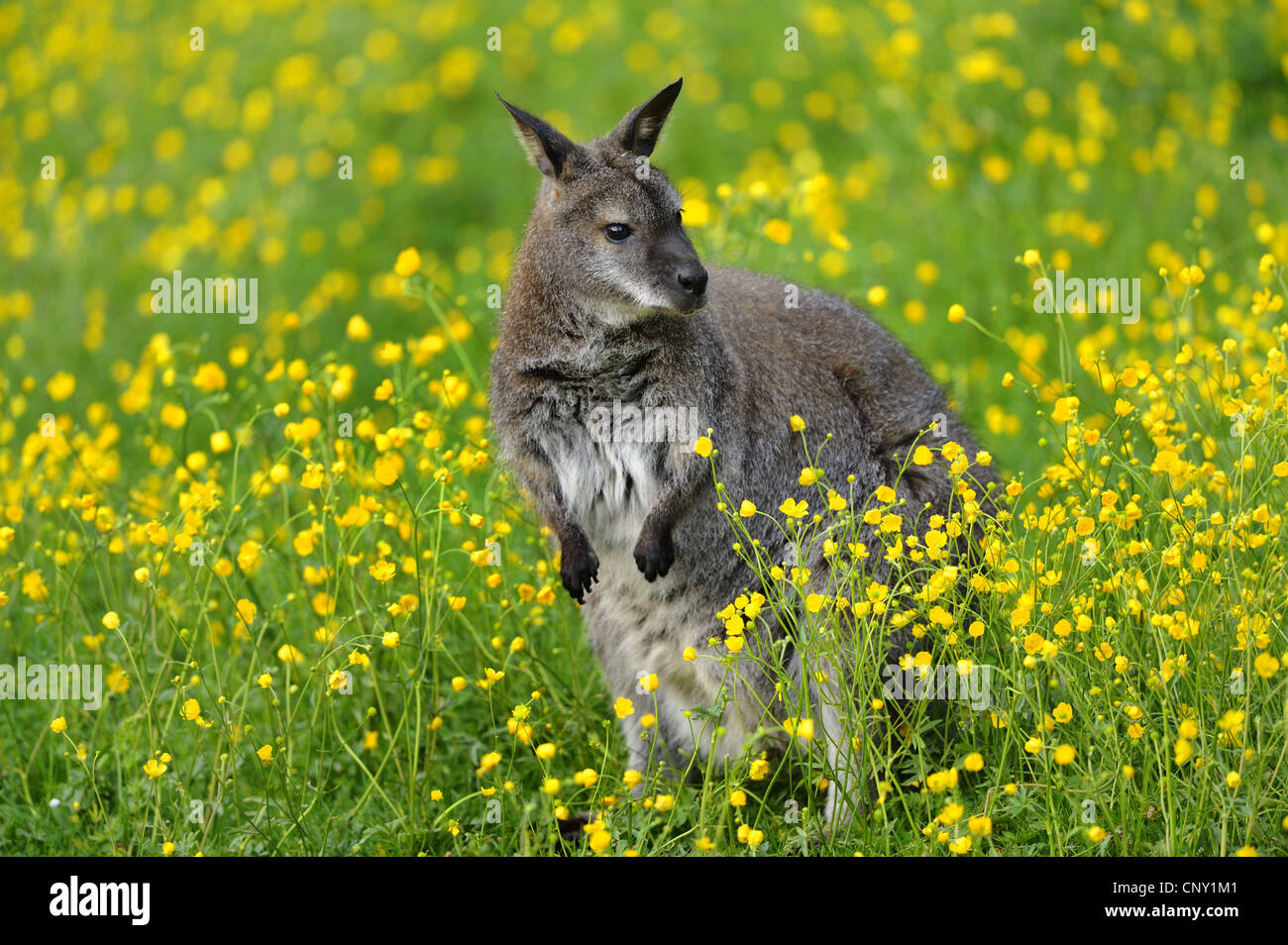 red-necked wallaby, Bennett�s Wallaby (Macropus rufogriseus, Wallabia rufogrisea), in a meadow Stock Photo
