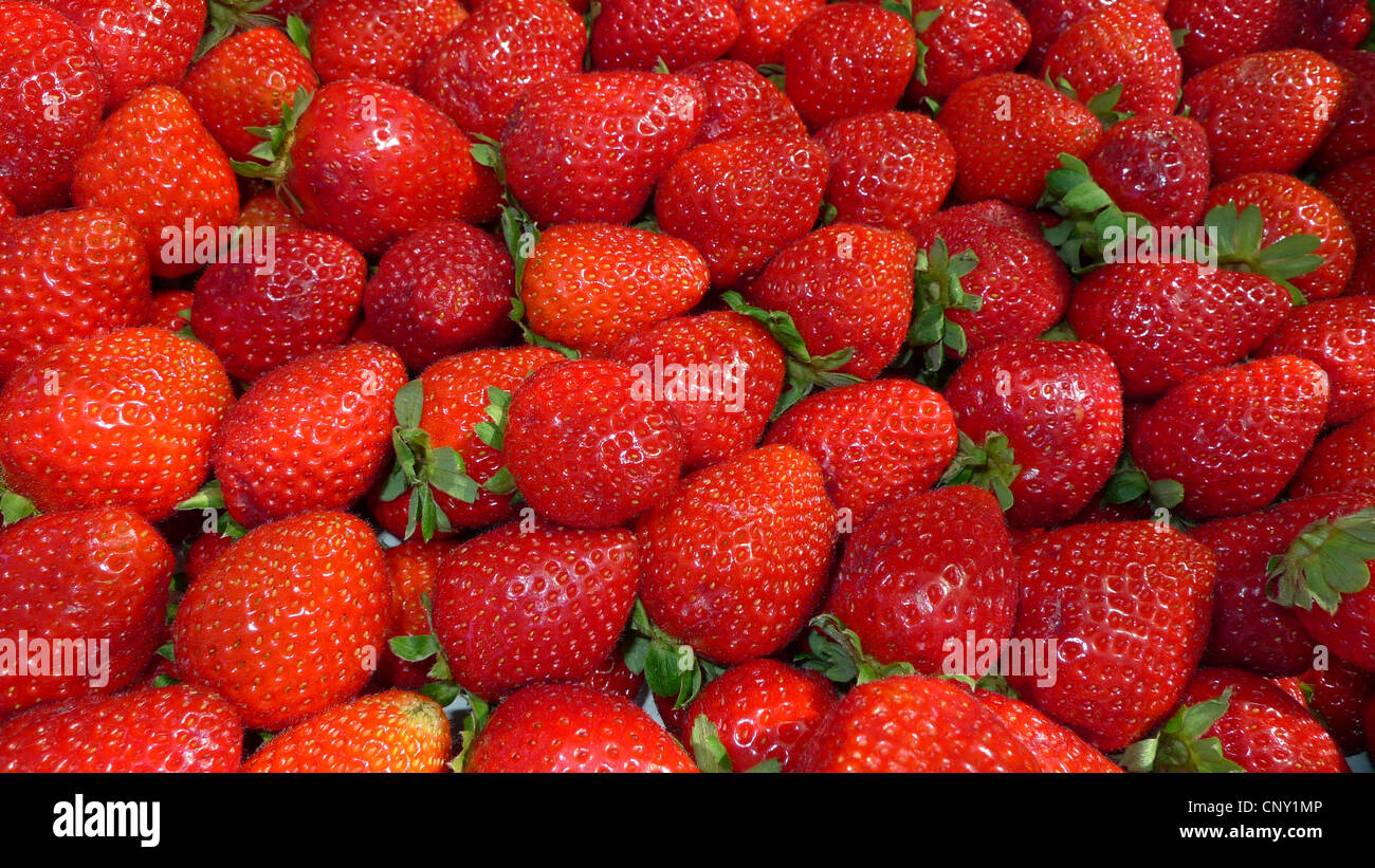 hybrid strawberry, garden strawberry (Fragaria x ananassa, Fragaria ananassa), strawberries on a market, Spain, Balearen, Majorca, Alcudia Stock Photo