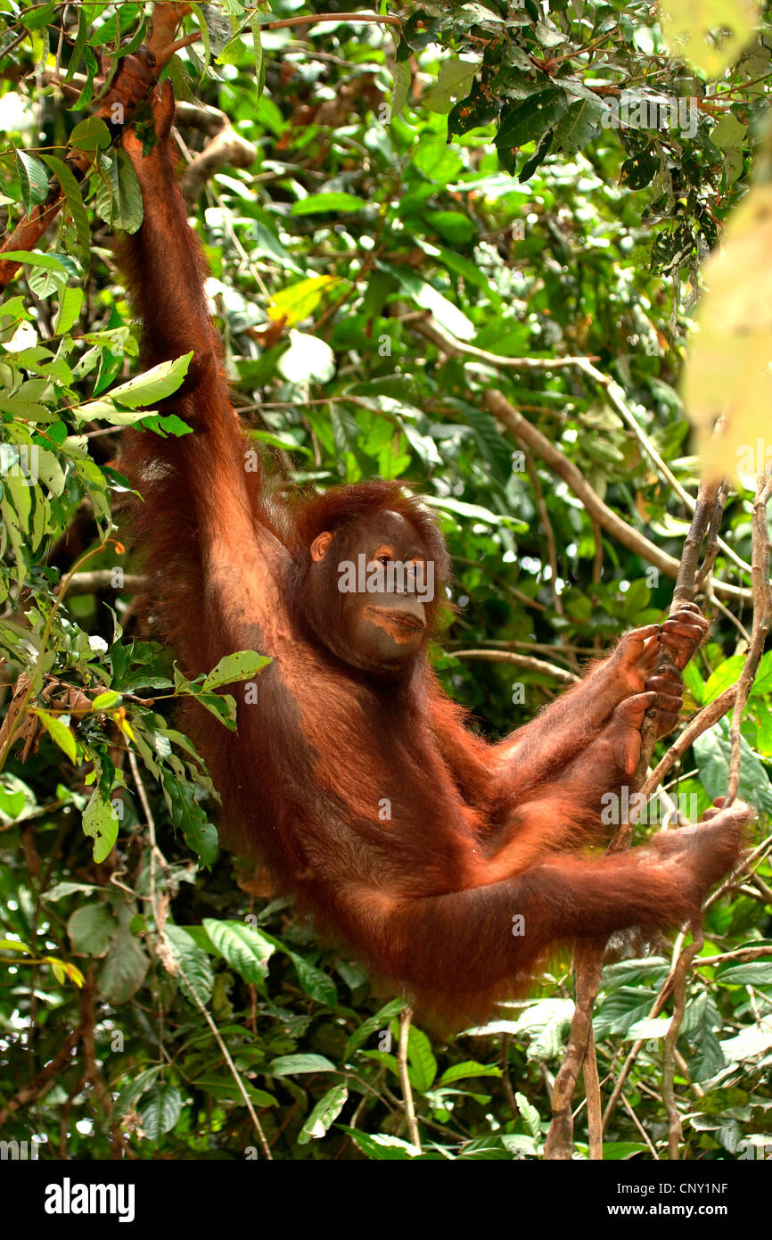orang-utan, orangutan, orang-outang (Pongo pygmaeus), young animal climbing in a tree, Malaysia, Sarawak, Semenggoh Wildlife Reserve Stock Photo
