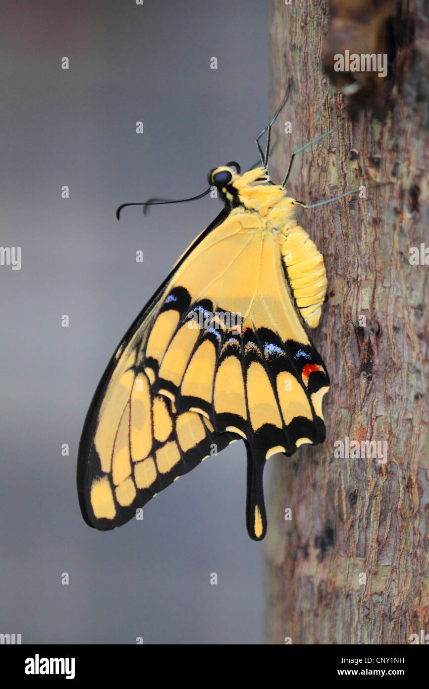 Thoas Swallowtail; King Swallowtail (Papilio thoas), sitting at a tree