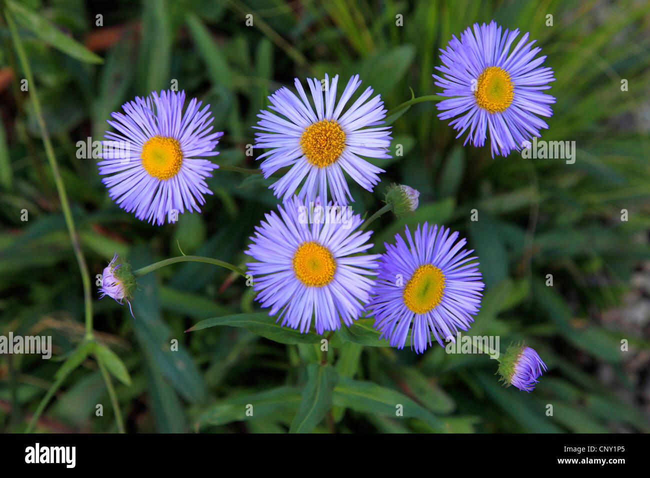 Purple Dome  (Aster frikartii), blooming Stock Photo
