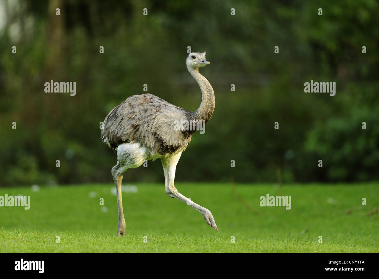 greater rhea (Rhea americana), walking in meadow Stock Photo