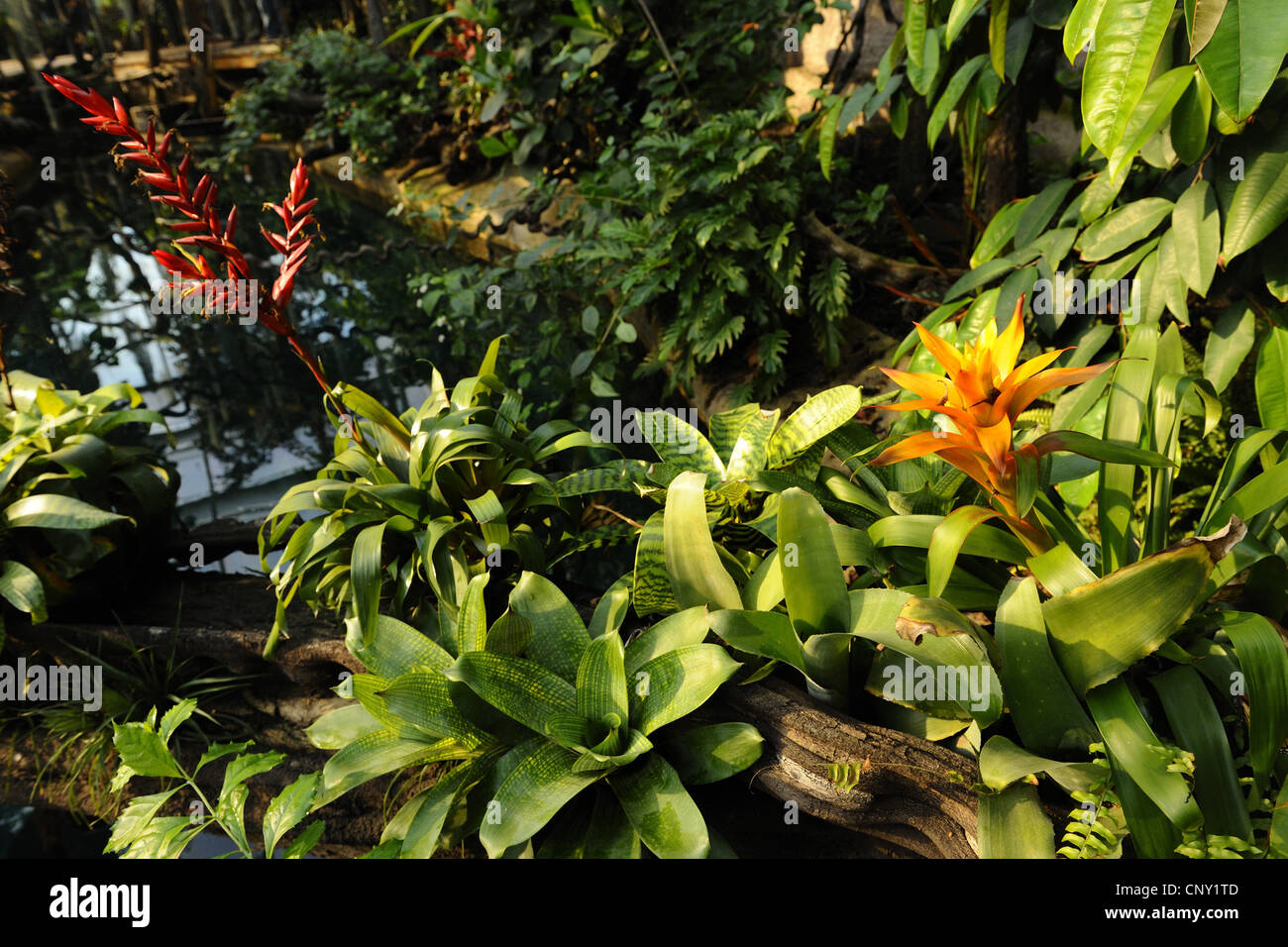 different epiphytic bromeliads Stock Photo