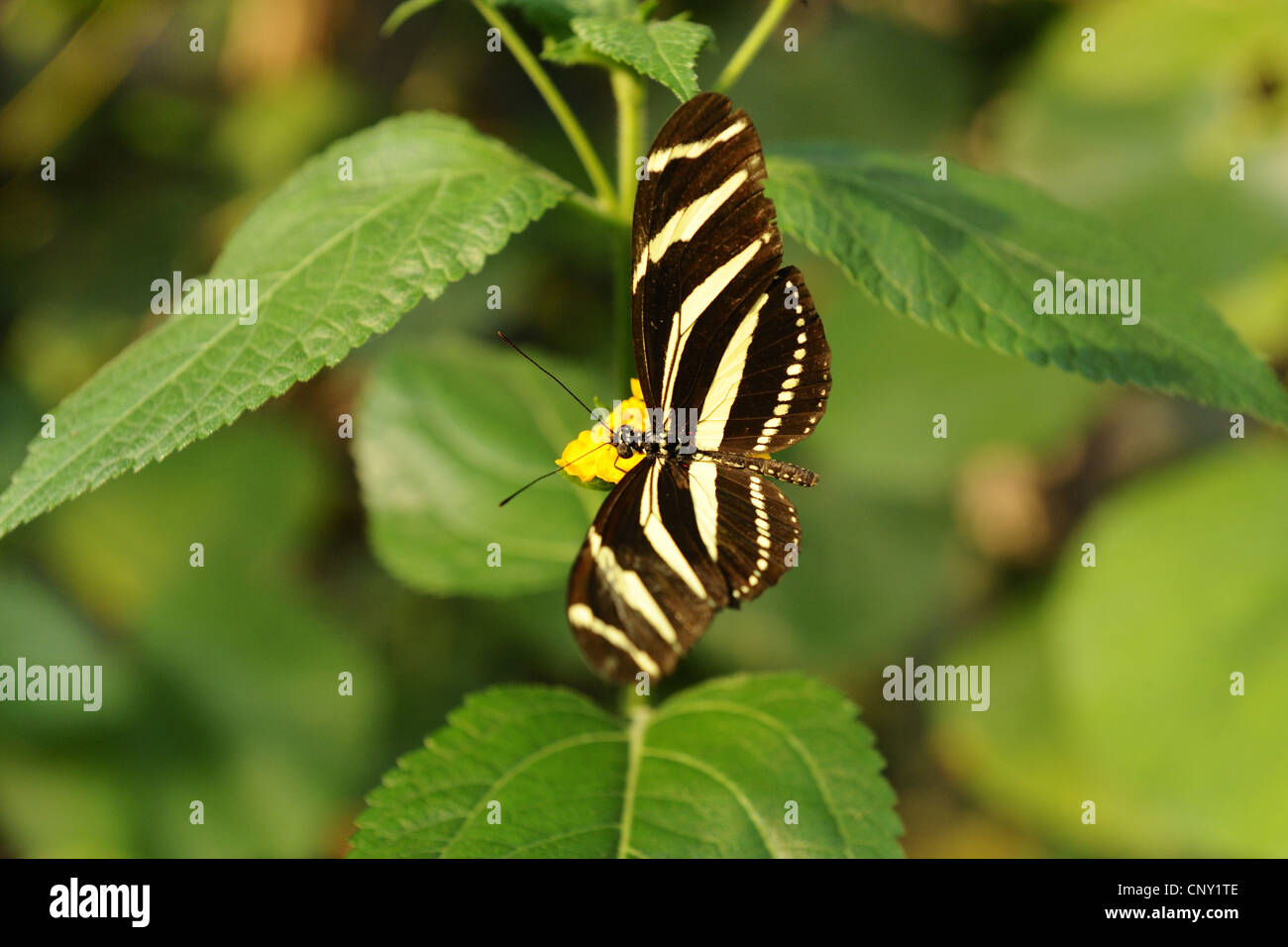 Zebra Longwing, Zebra Heliconian (Heliconius charithonia), sitting on