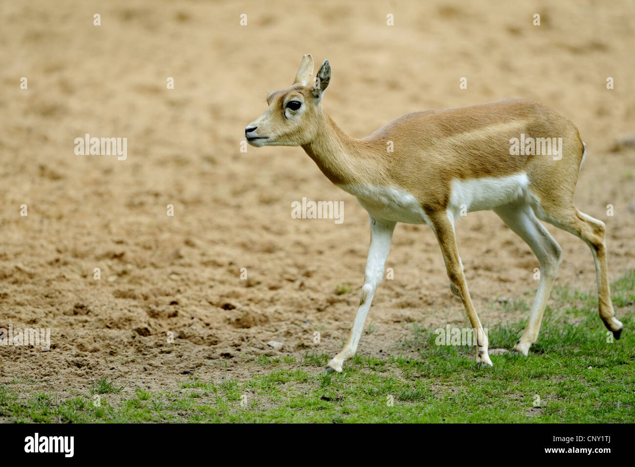 blackbuck (Antilope cervicapra), walking Stock Photo