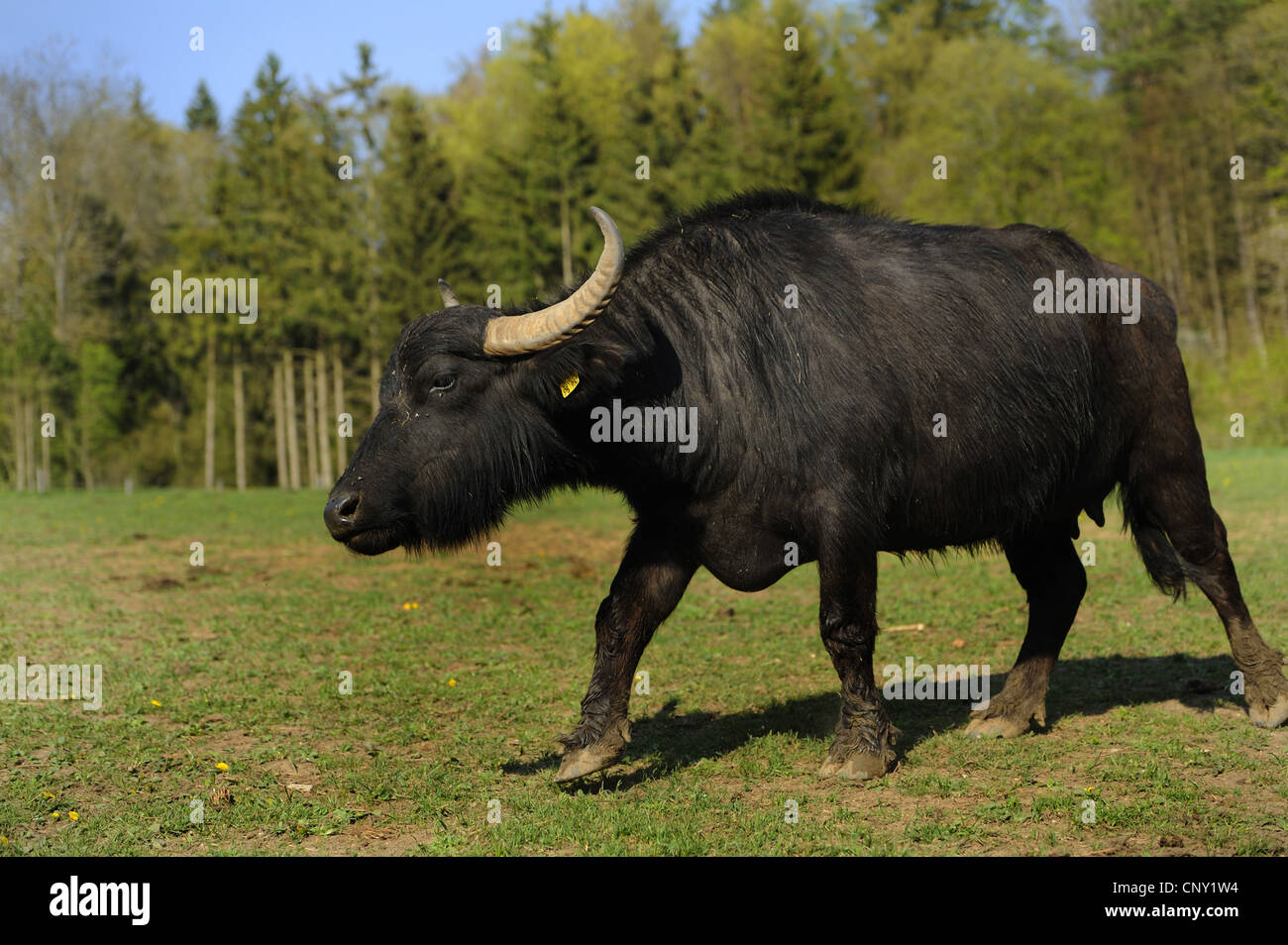 Asian water buffalo, wild water buffalo, carabao (Bubalus bubalis, Bubalus arnee), in a meadow Stock Photo