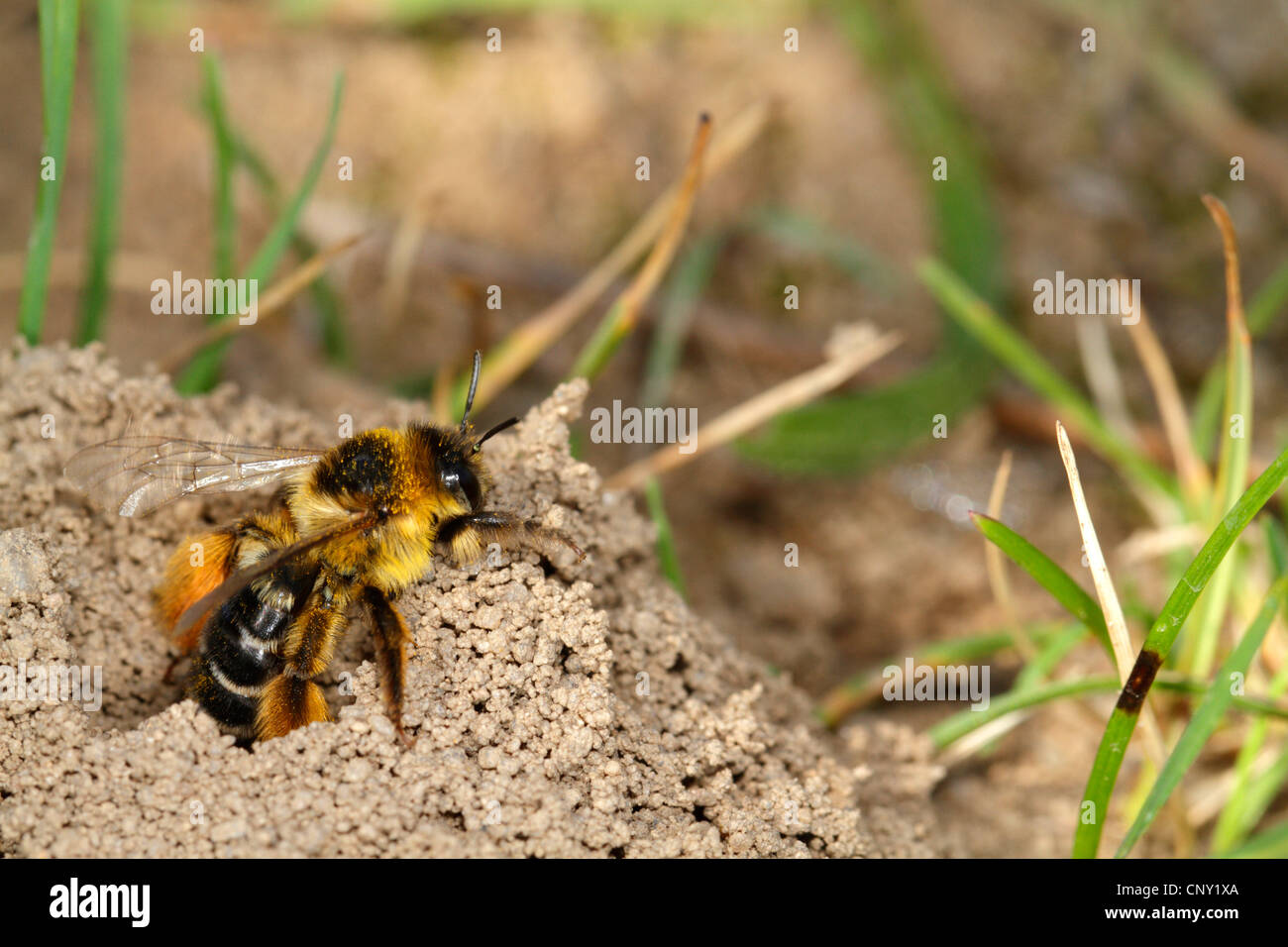 hairy-legged bees (Dasypoda spec.), at her nest, Germany, Bavaria Stock Photo
