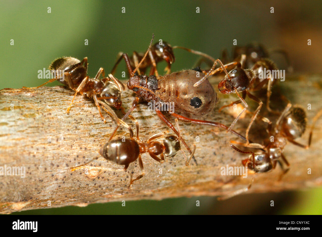 black ant, common black ant, garden ant (Lasius niger), Black garden ants tend to Lachnus roboris, Germany, Bavaria Stock Photo