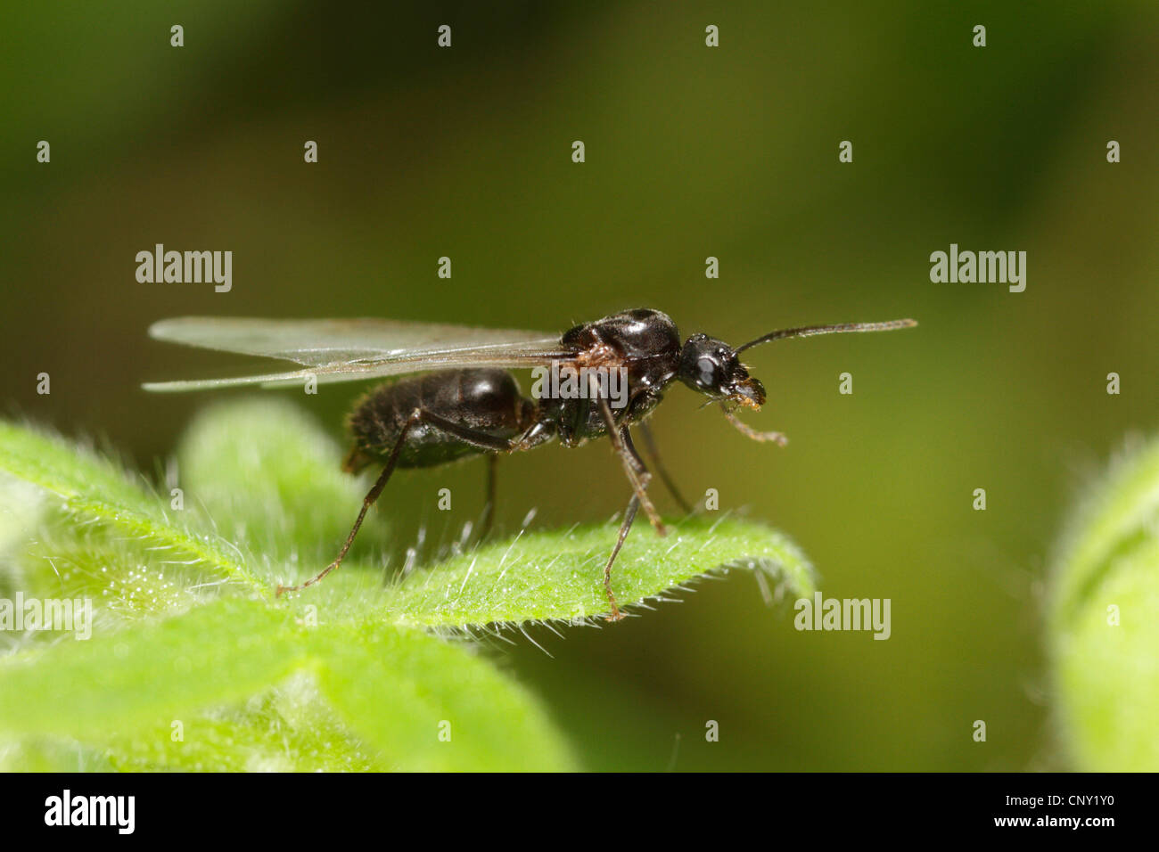 Winged ant hires stock photography and images Alamy