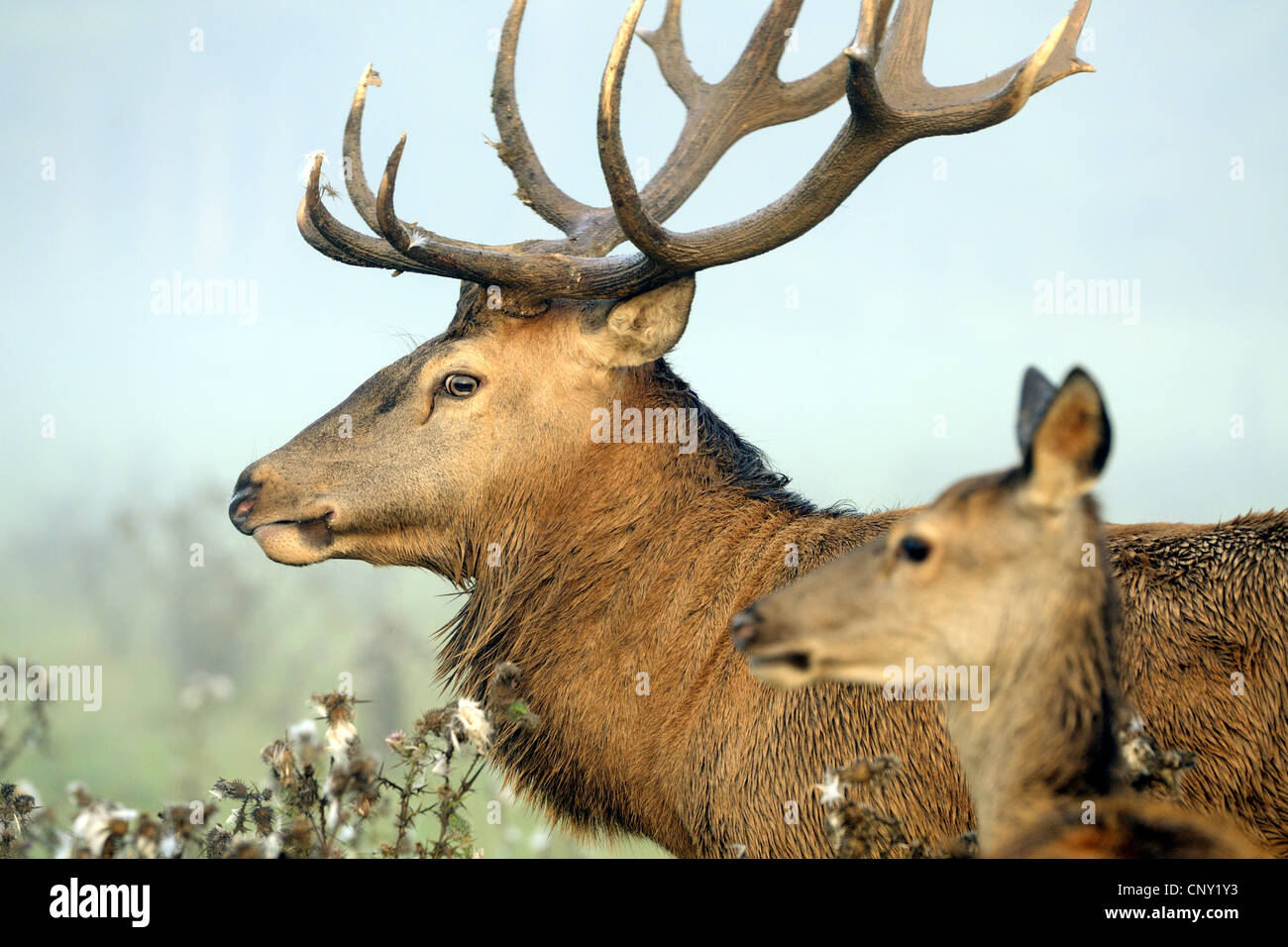red deer (Cervus elaphus), hart and hind, Germany, Bavaria Stock Photo