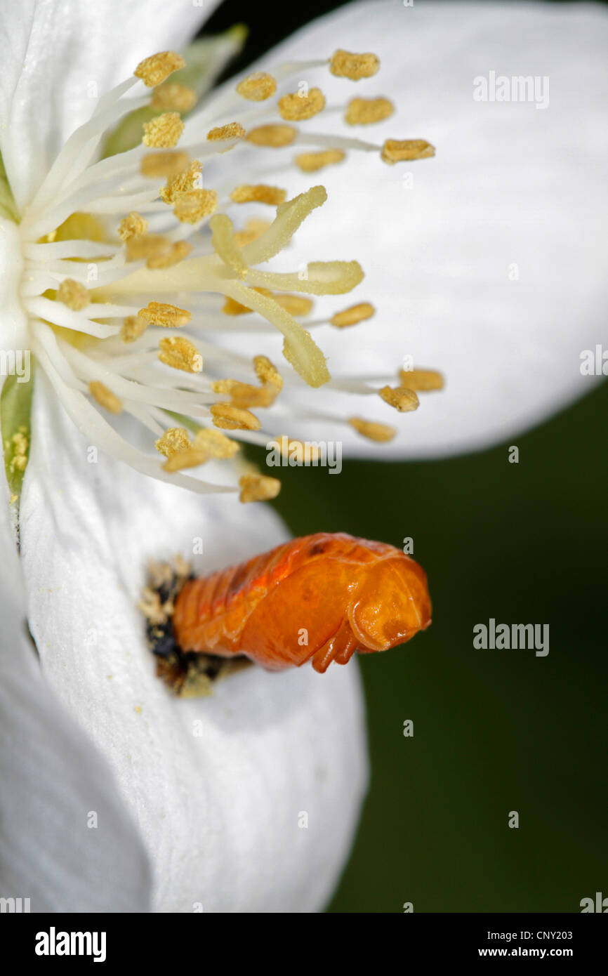 seven-spot ladybird, sevenspot ladybird, 7-spot ladybird (Coccinella septempunctata), pupa in a flower, Germany, Bavaria Stock Photo
