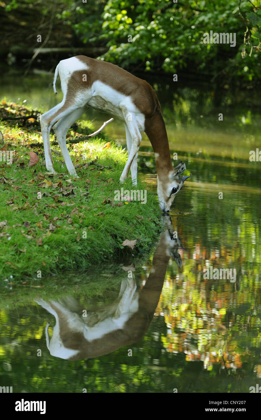 Mhorr gazelle (Gazella dama mhorr), drinking from a pond Stock Photo