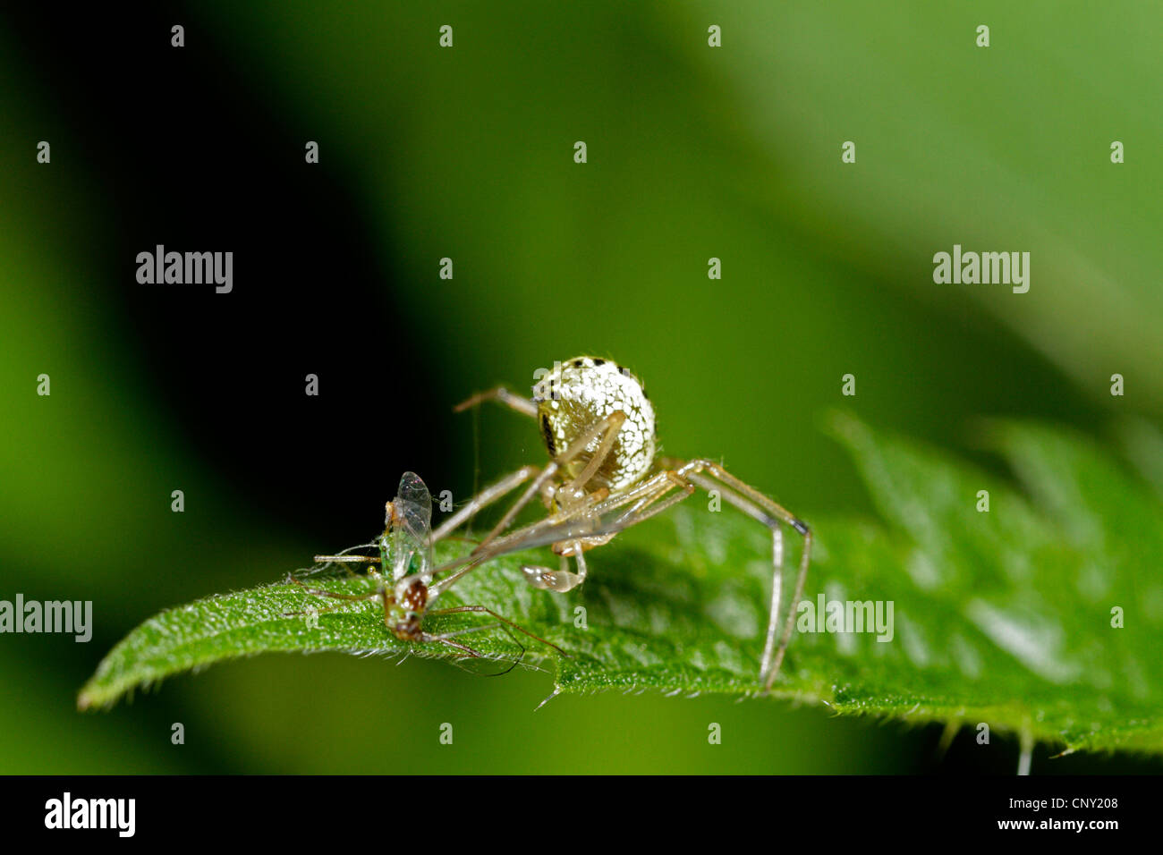 Enoplognatha ovata (Enoplognatha ovata), male tries to capture an aphid, Germany, Bavaria Stock Photo