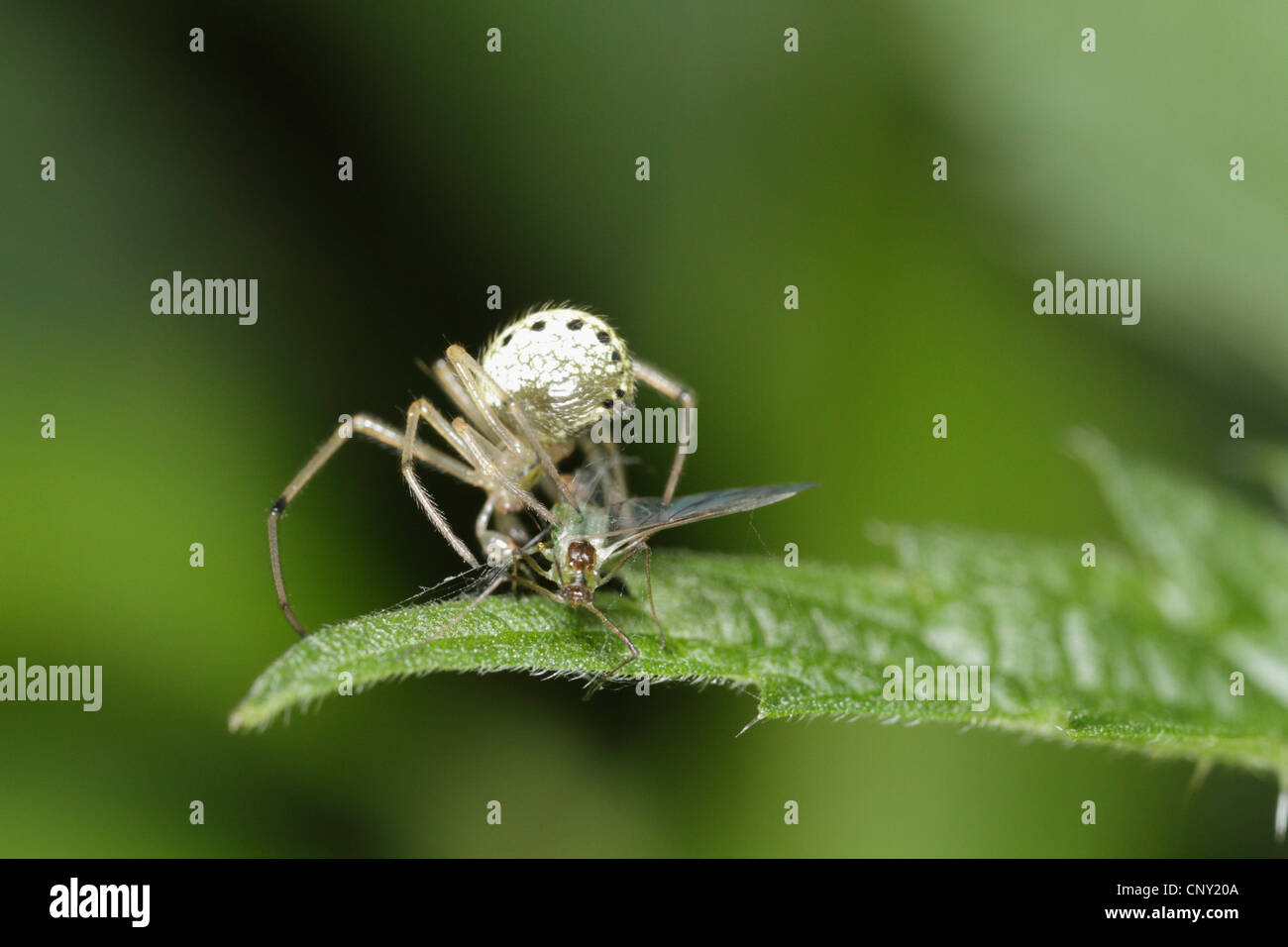 Enoplognatha ovata (Enoplognatha ovata), male tries to capture an aphid, Germany, Bavaria Stock Photo