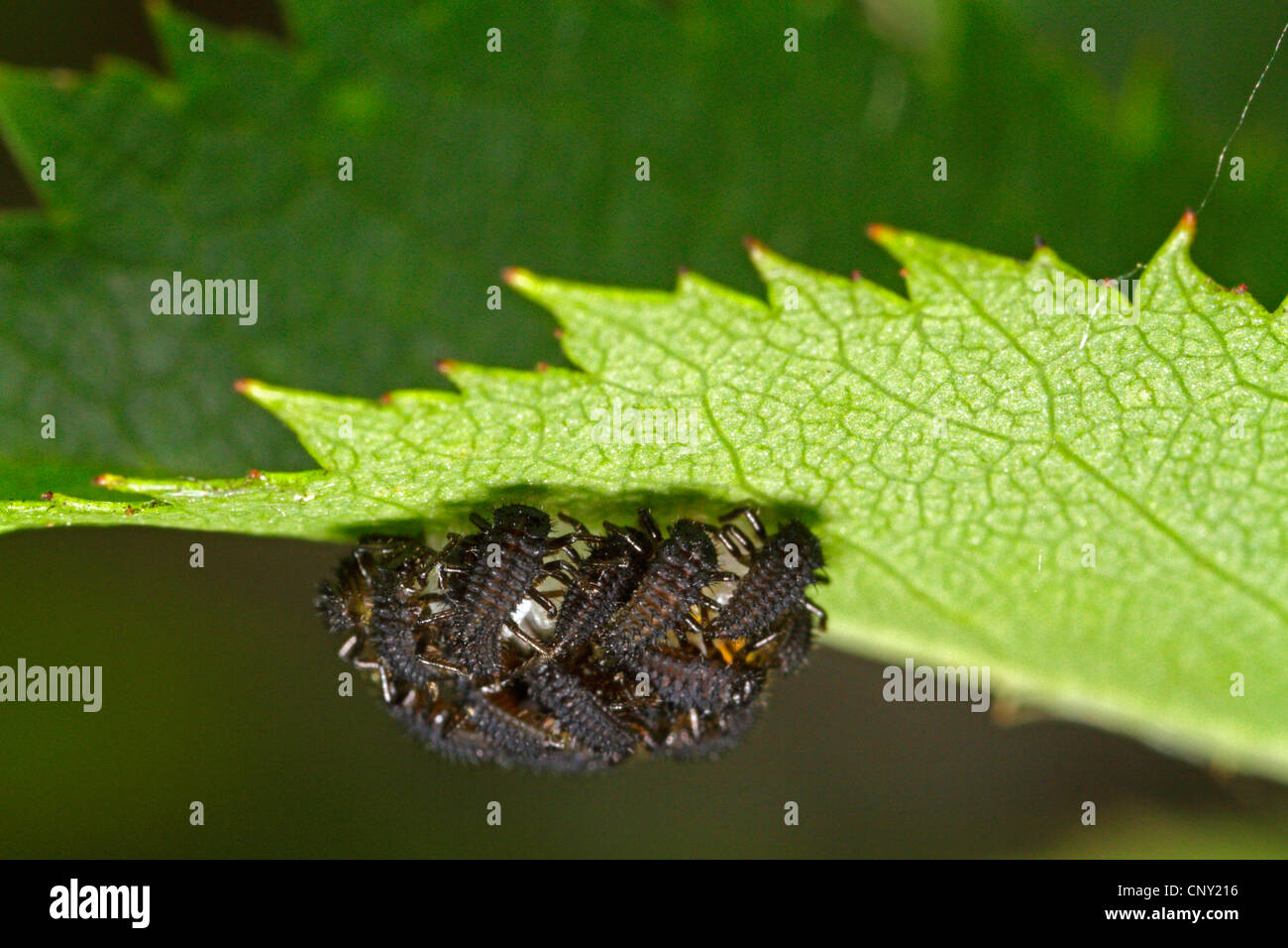 seven-spot ladybird, sevenspot ladybird, 7-spot ladybird (Coccinella septempunctata), just hatched larvae, Germany, Bavaria Stock Photo