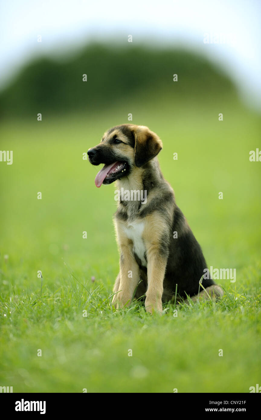 mixed breed dog (Canis lupus f. familiaris), cute puppy sitting in a