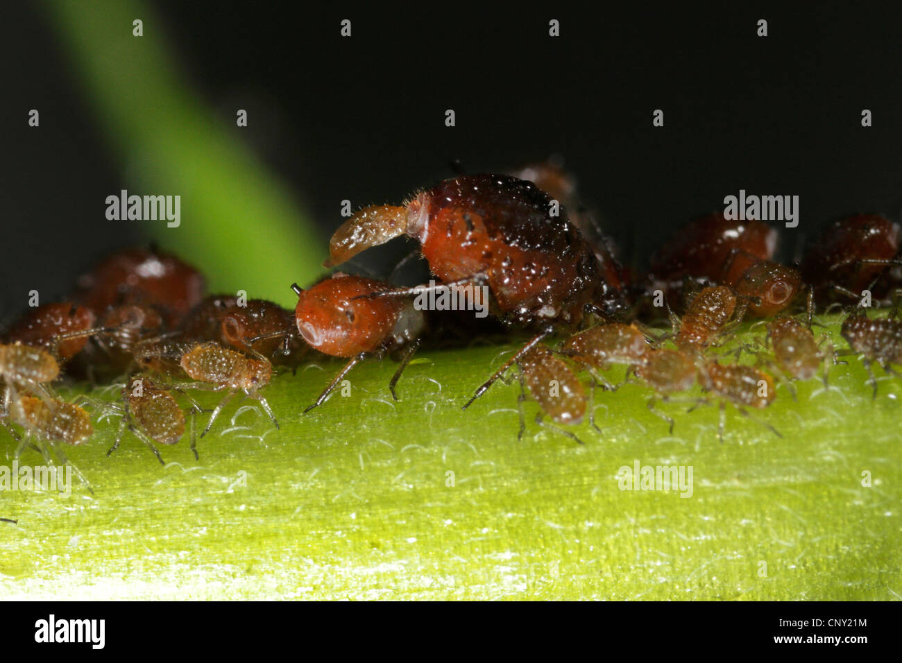 Aphid (Brachycaudus sp.), aphid on a sprout giving birth to a juvenile, Germany, Bavaria, Eckental Stock Photo