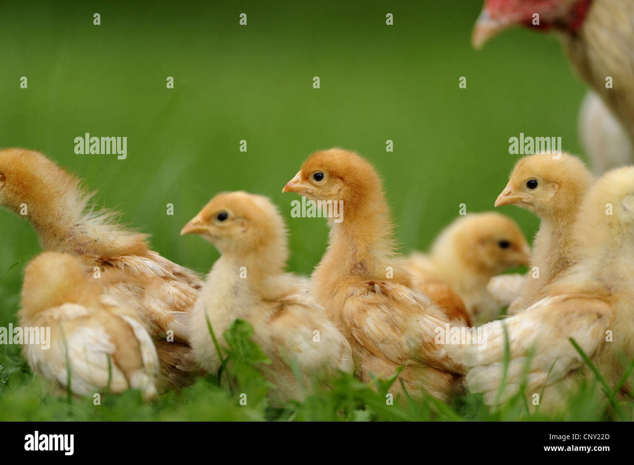 domestic fowl (Gallus gallus f. domestica), bevy of chicks in a meadow, Germany, Bavaria Stock Photo