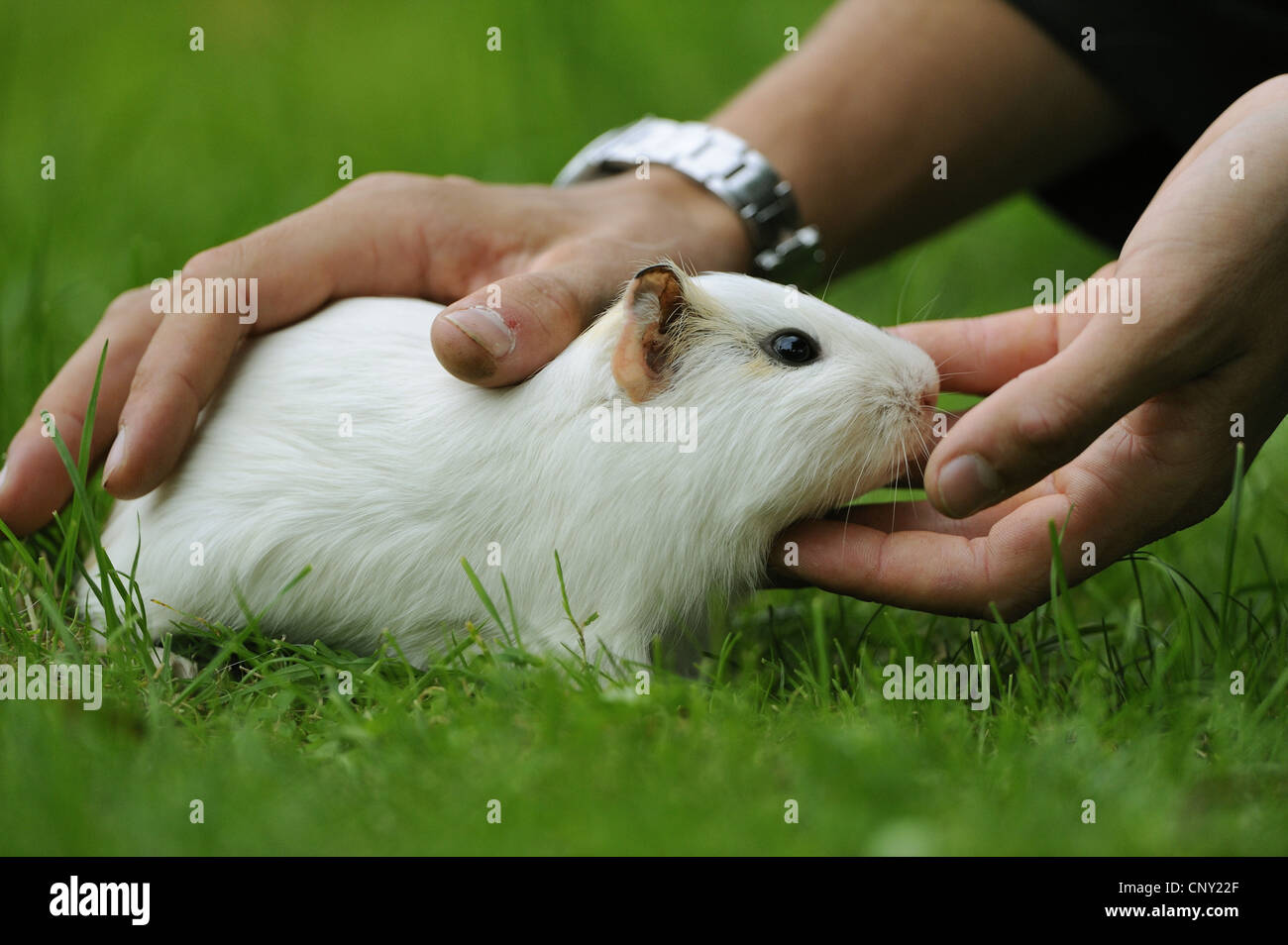domestic Guinea pig (Cavia aperea f. porcellus), white guinea pig is stroked in a meadow Stock Photo
