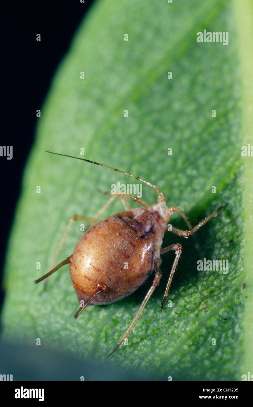 aphid parasitoid (Aphidius colemanni), Aphid mummy, the aphid has been parasitized by an ichneumon fly, Germany, Bavaria, Eckental Stock Photo