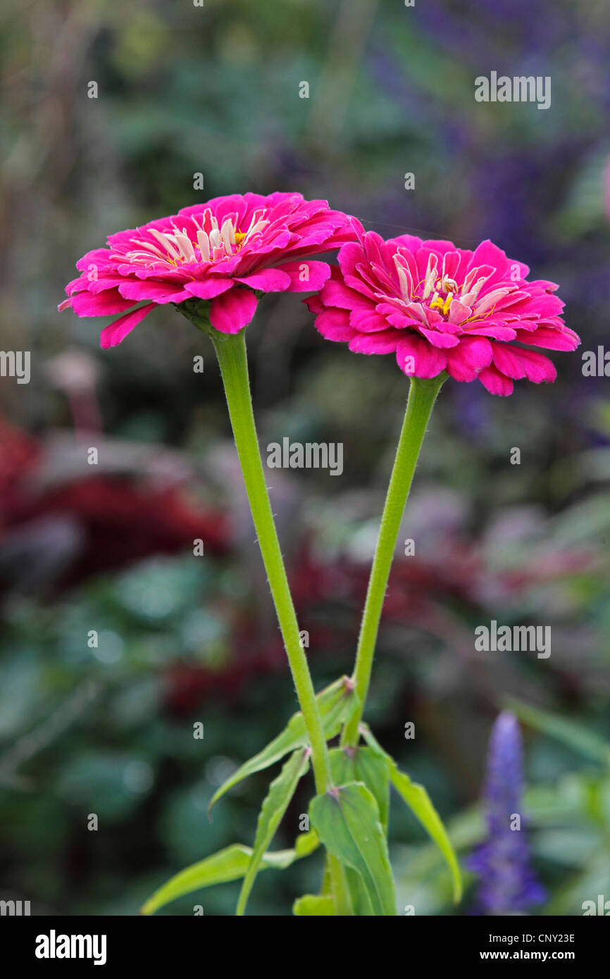 Zinnia, Youth-and-old age, Common Zinnia (Zinnia spec.), blooming Stock Photo