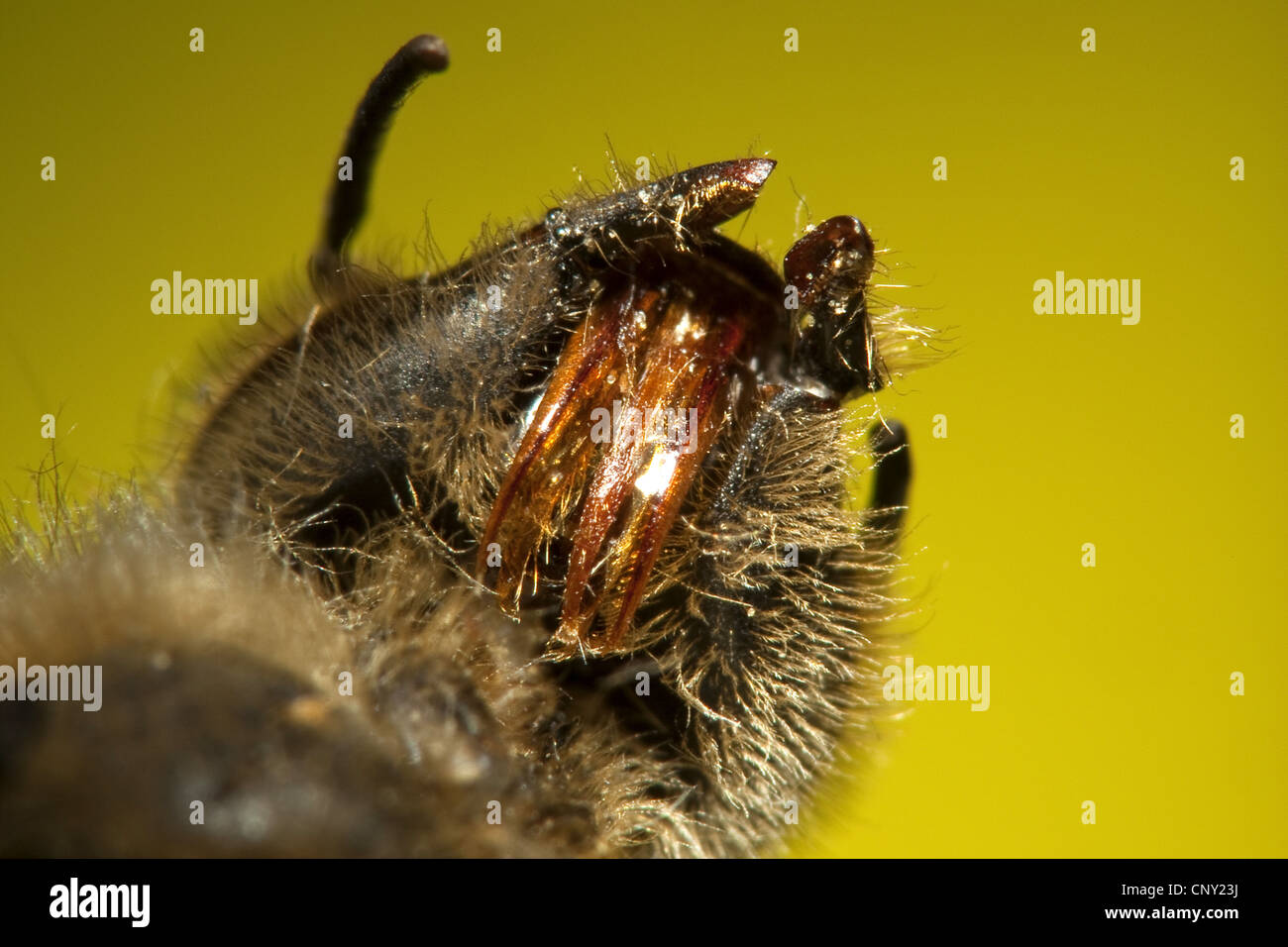 honey bee, hive bee (Apis mellifera mellifera), underside of the head with the proboscis for feeding formed by mandible and underlip, Germany Stock Photo