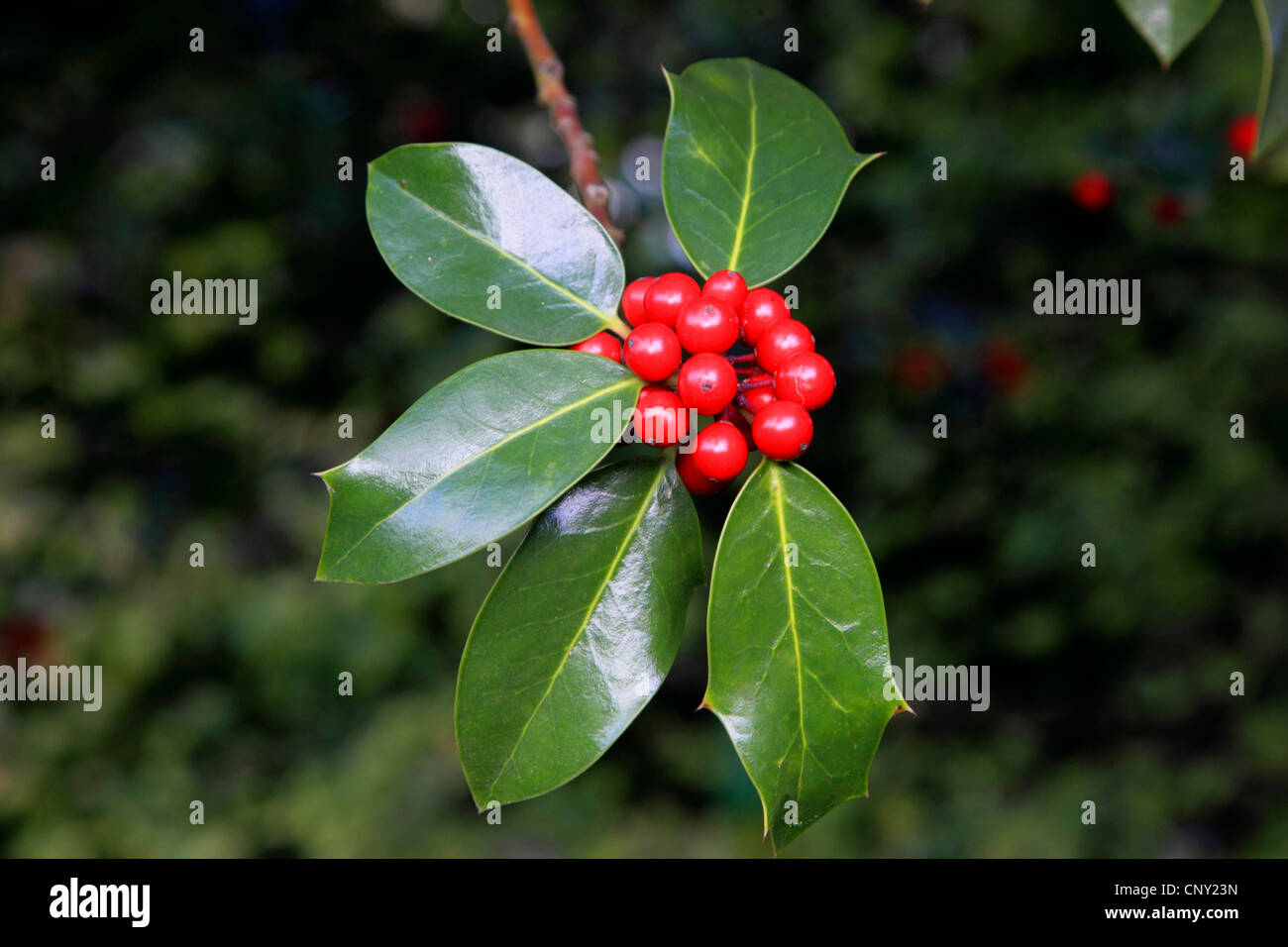 common holly, English holly (Ilex aquifolium), fruiting branch, Germany Stock Photo
