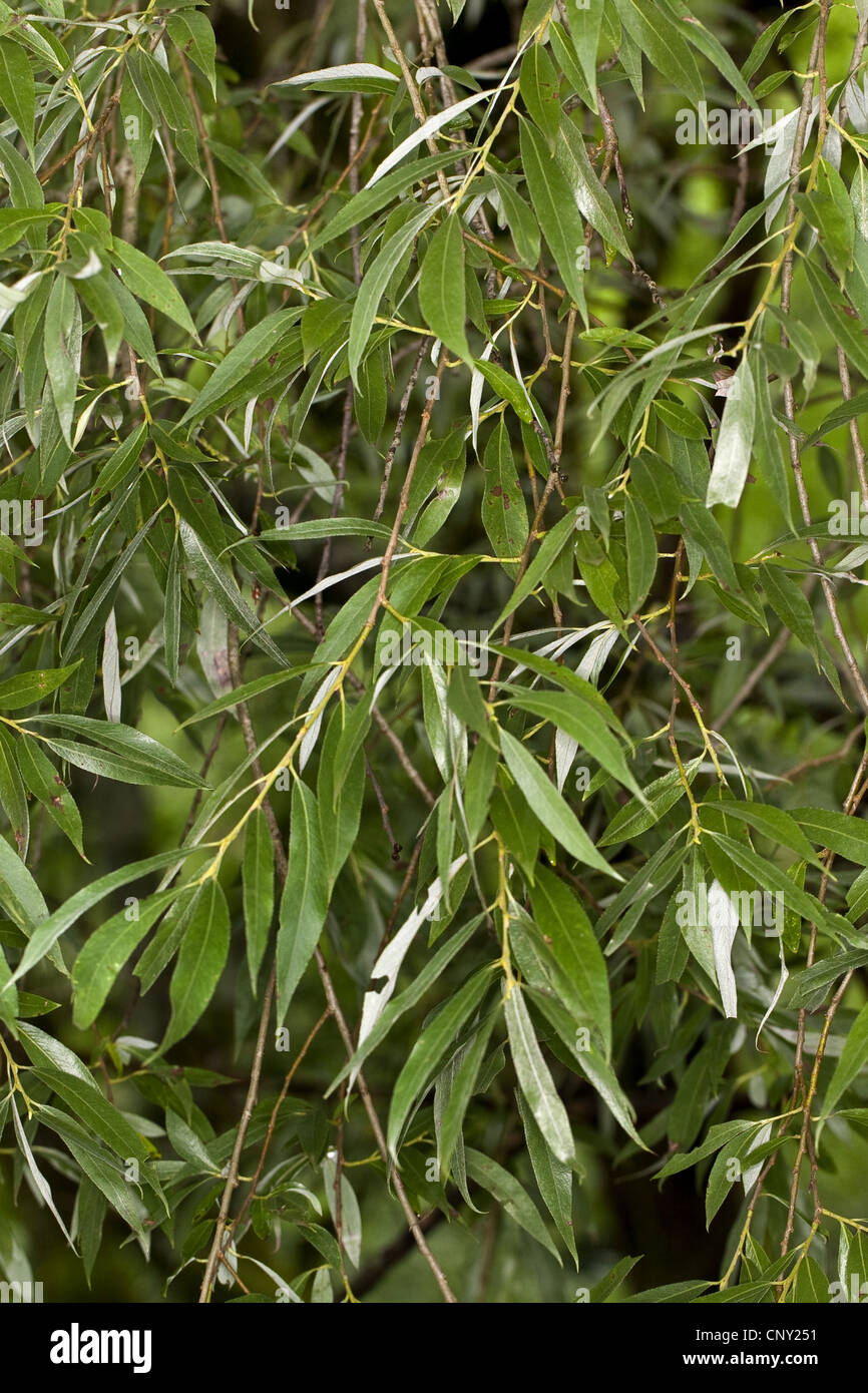 White willow (Salix alba), branch, Germany Stock Photo Alamy