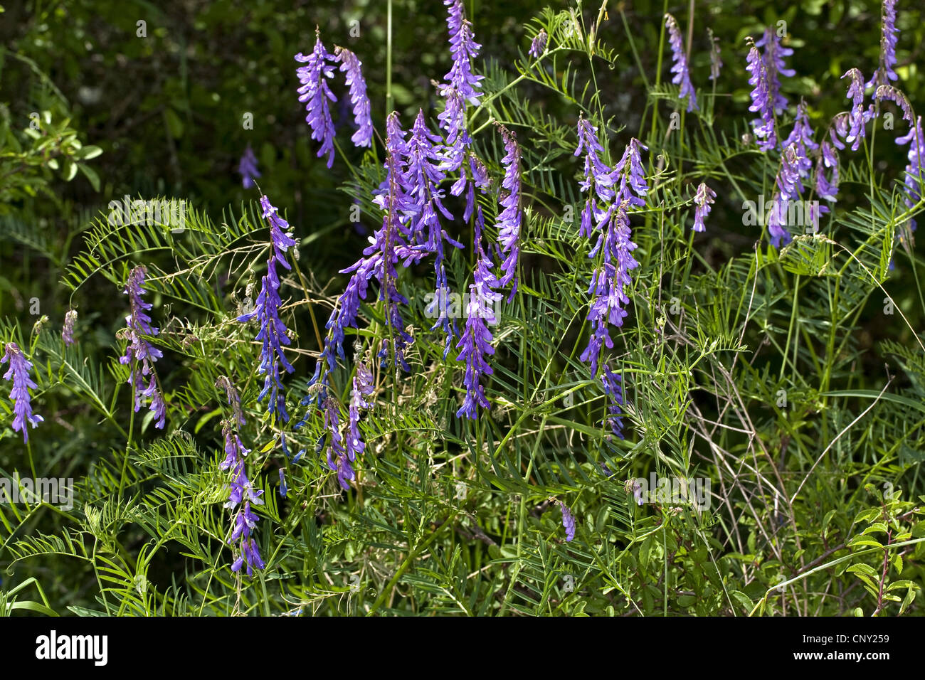 tufted vetch, cow vetch, bird vetch, boreal vetch (Vicia cracca), blooming, Germany Stock Photo