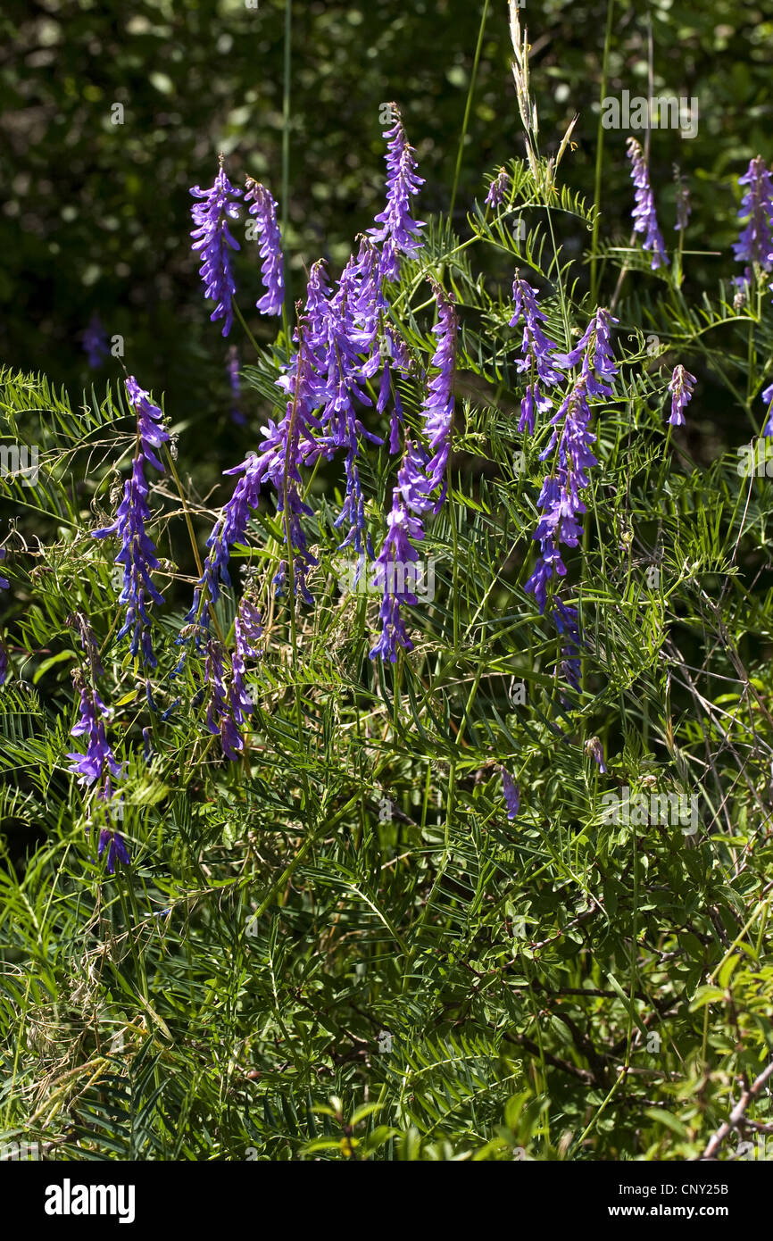 tufted vetch, cow vetch, bird vetch, boreal vetch (Vicia cracca), blooming, Germany Stock Photo