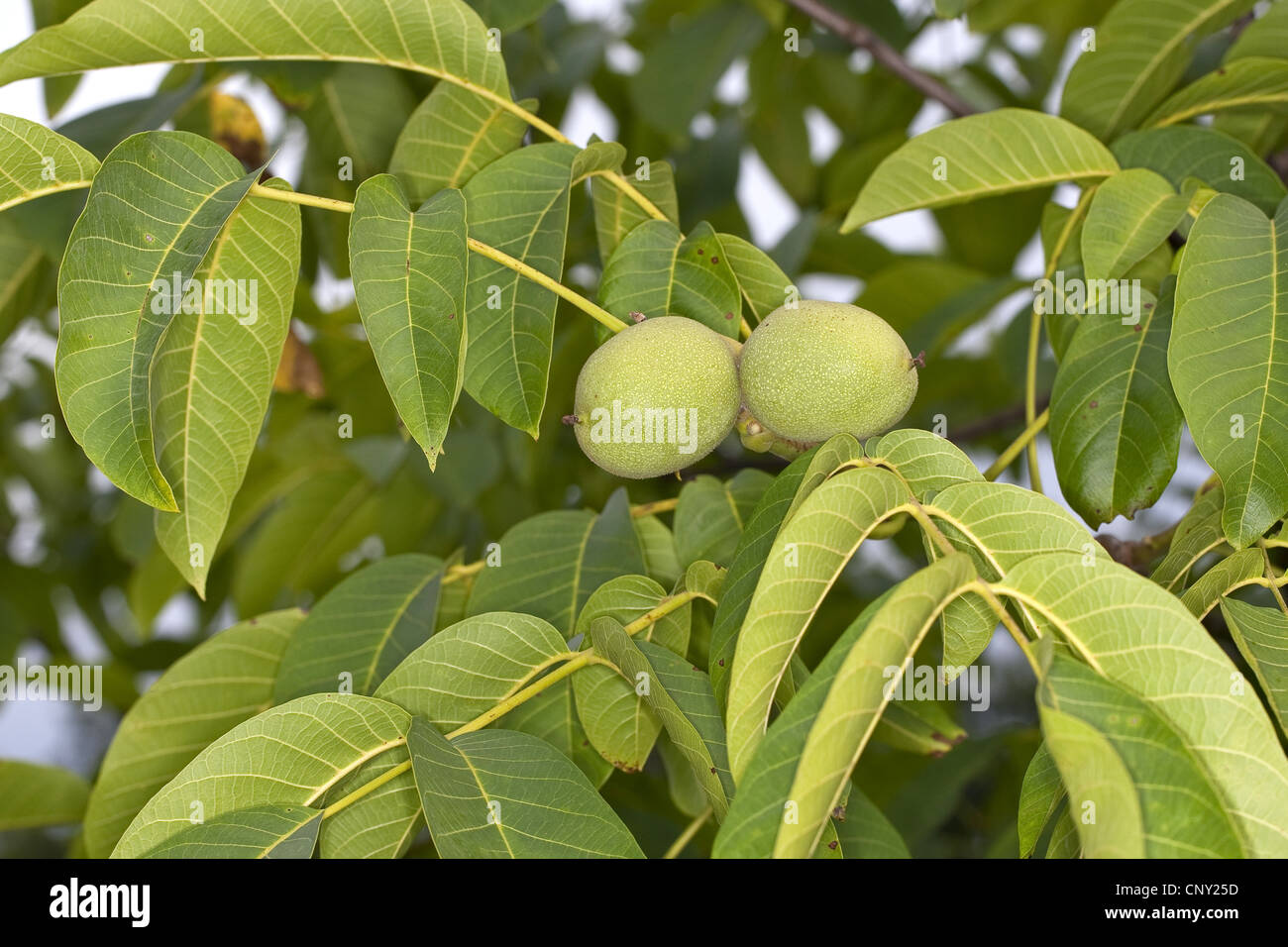 walnut (Juglans regia), walnuts on a branch, Germany Stock Photo Alamy