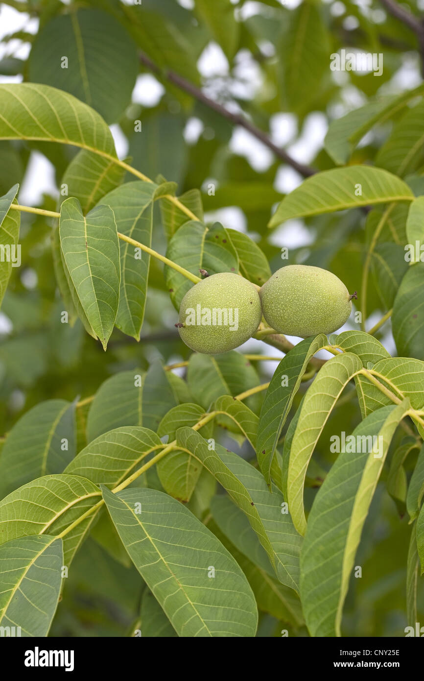 walnut (Juglans regia), walnuts on a branch, Germany Stock Photo